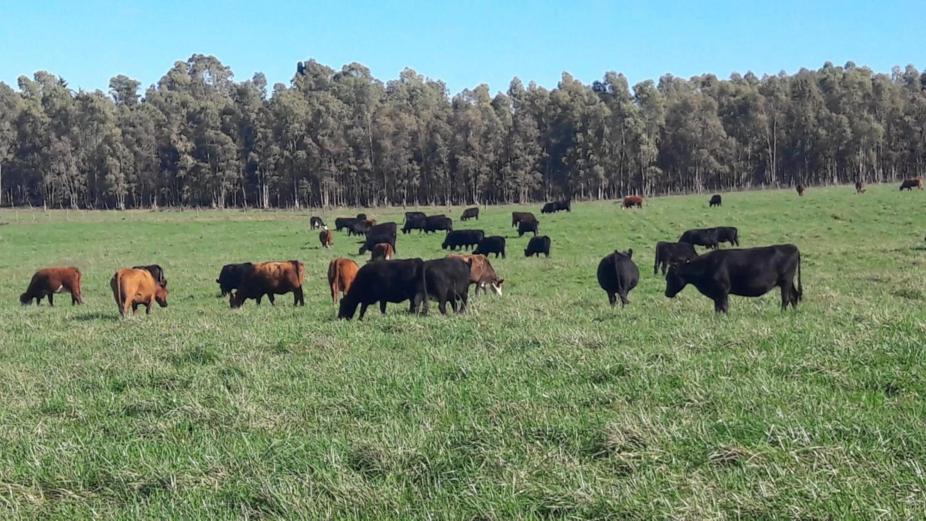 Animals in Estancia Renacimiento