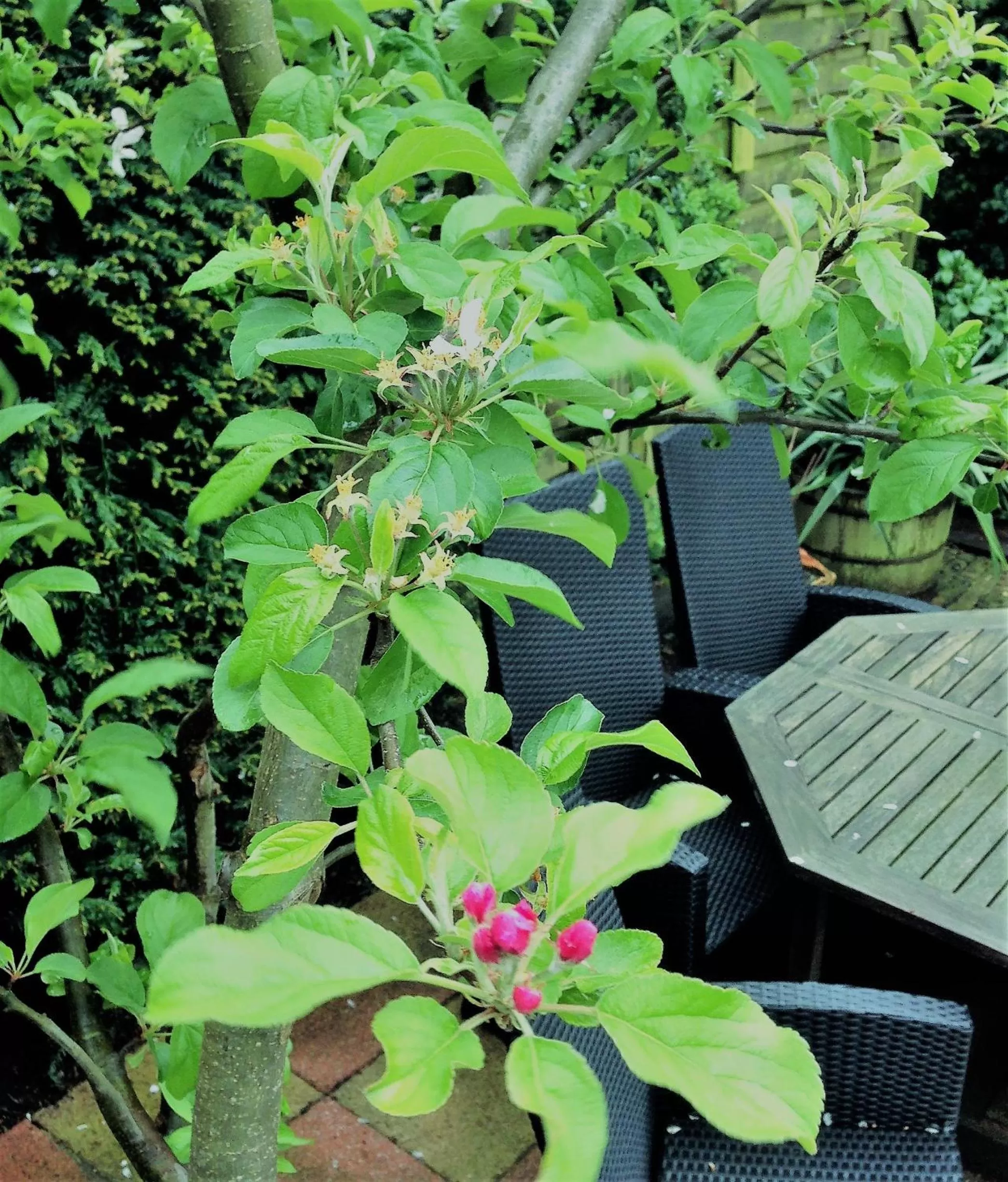 Patio in B&B Coupure