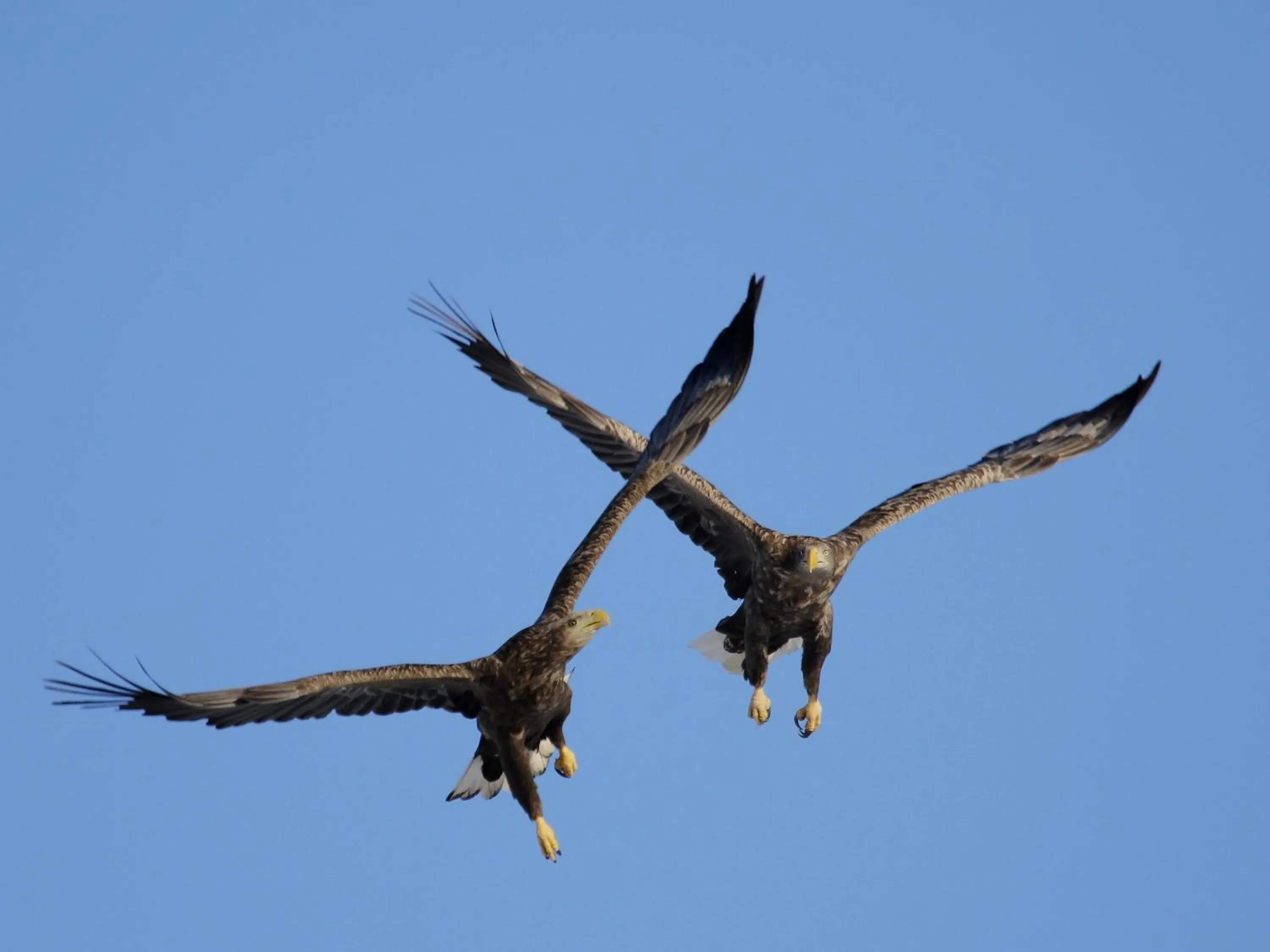 Animals in Kushiro Prince Hotel