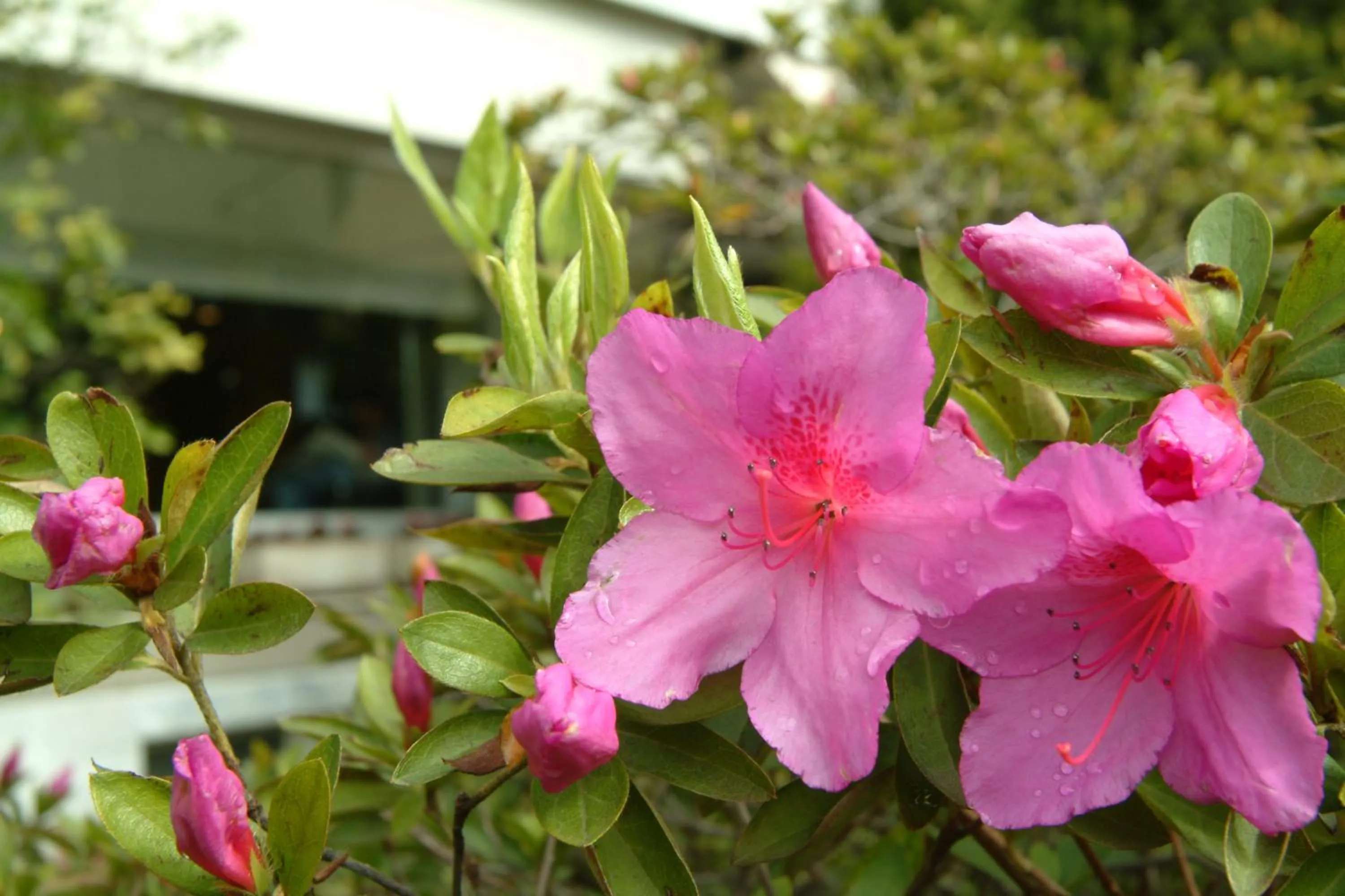 Garden in Hotel Ghironi