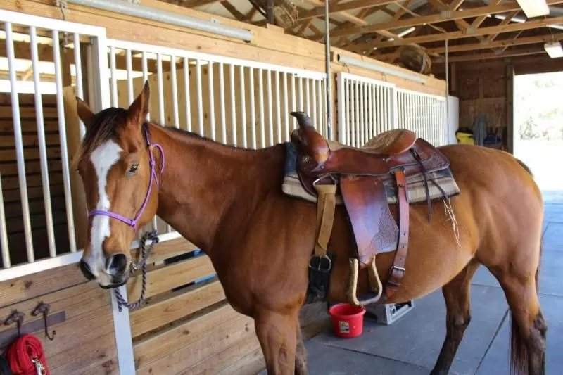 Other Animals in Rock Pointe Ranch