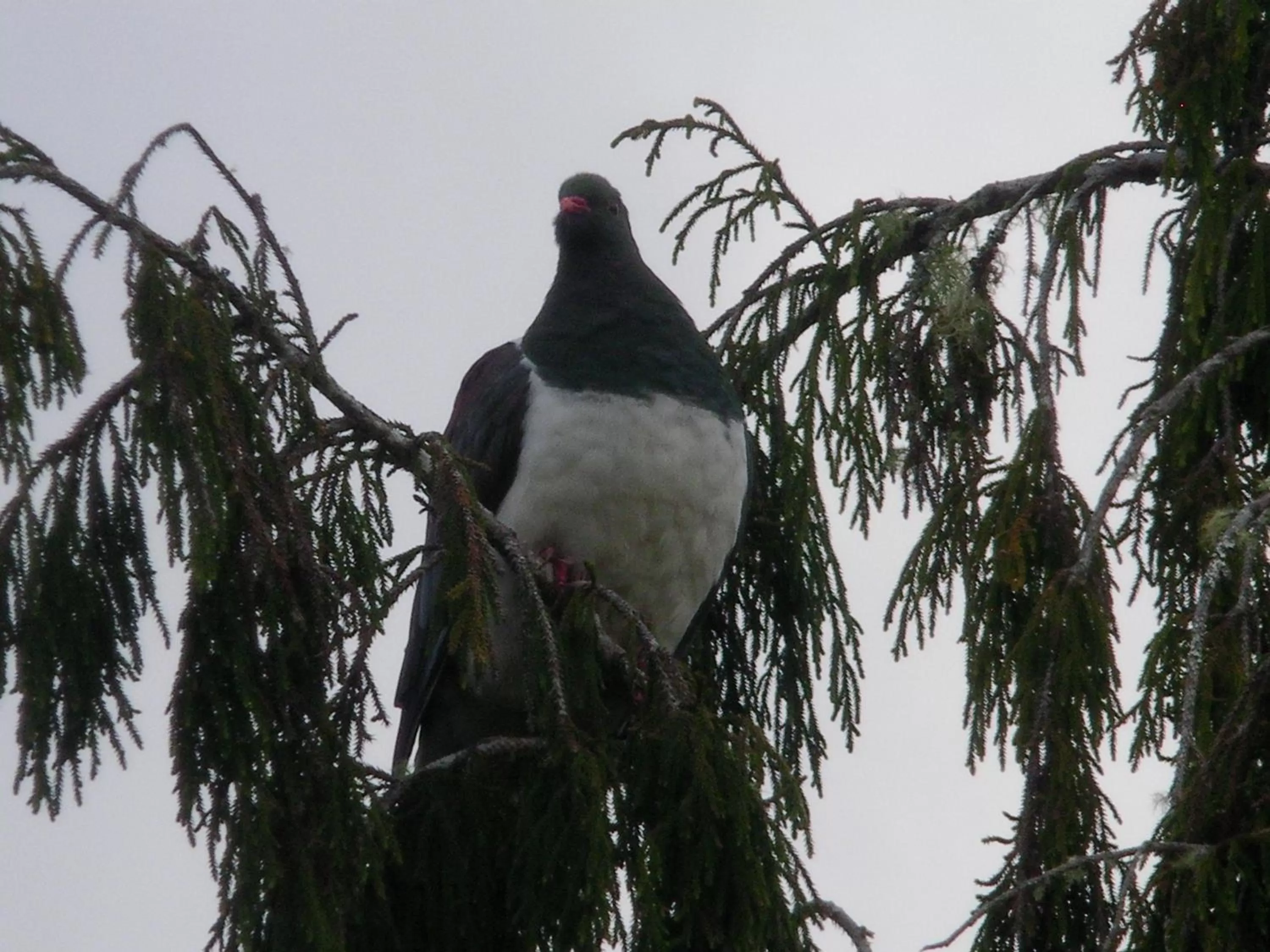 Animals, Other Animals in Mahinapua Retreat B&B