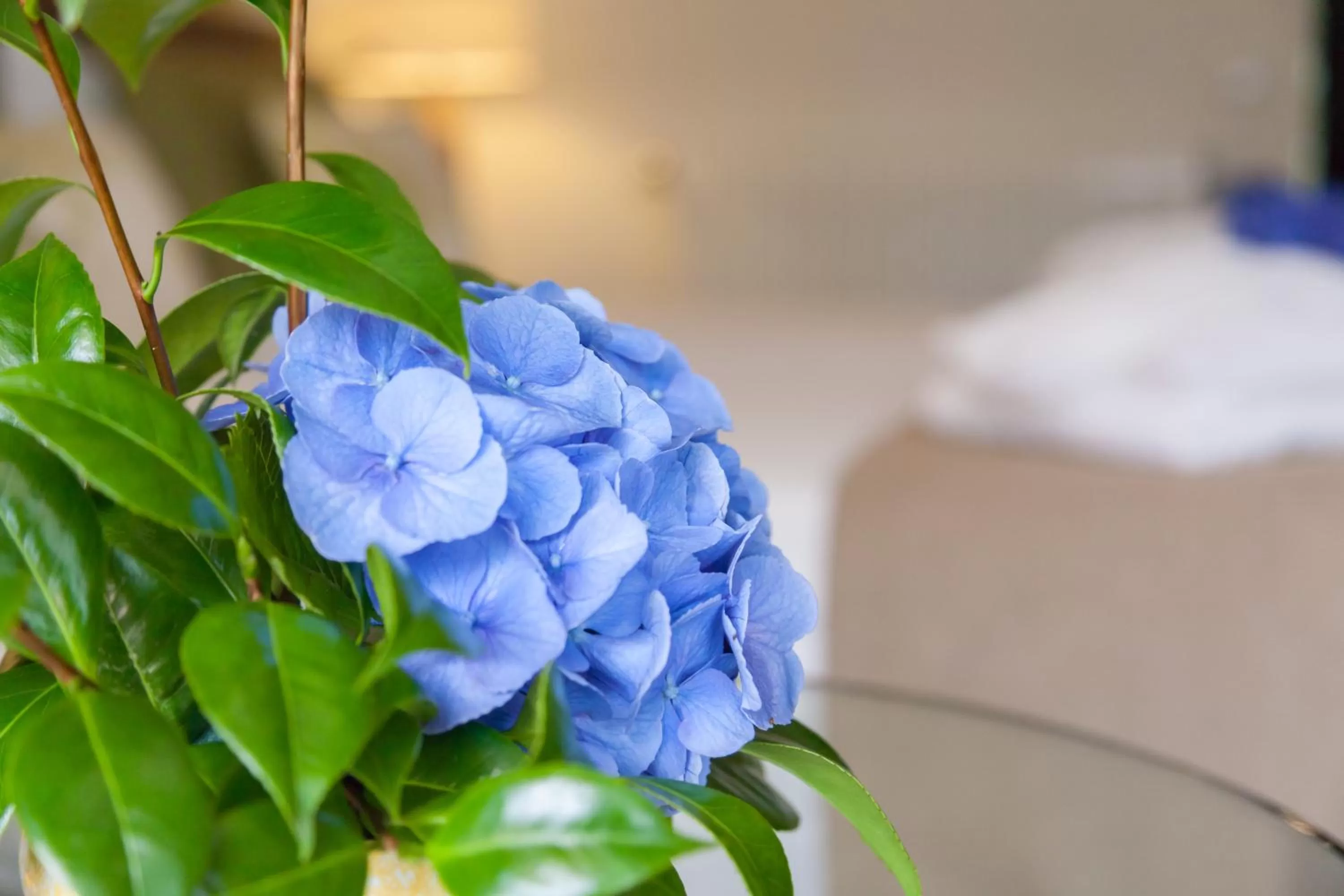 Decorative detail, Bed in Sao Miguel Park Hotel