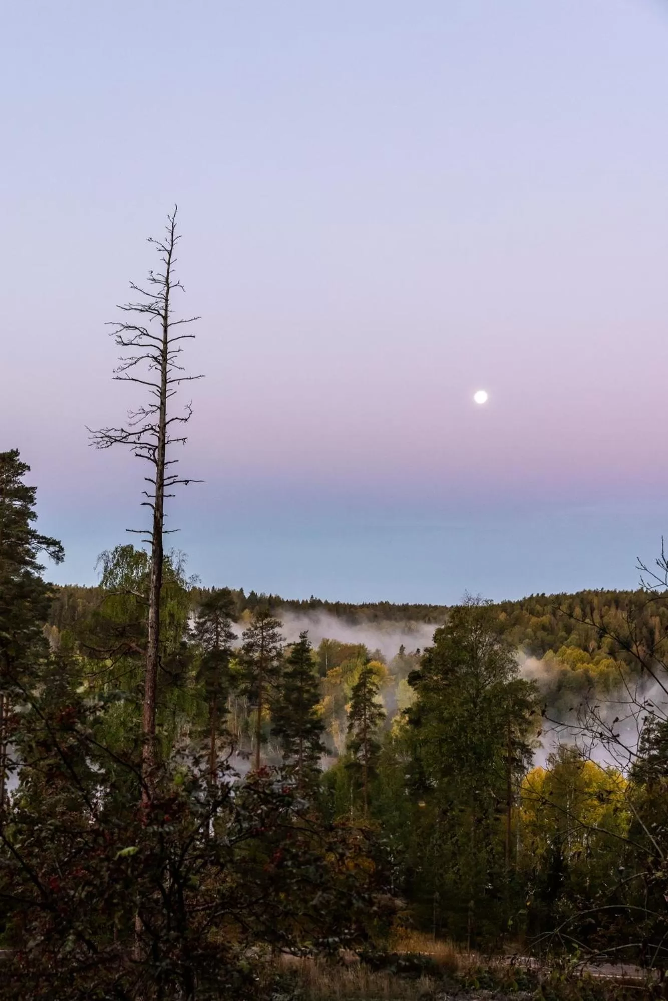Natural landscape in Haltia Lake Lodge nature boutique hotel & glamping