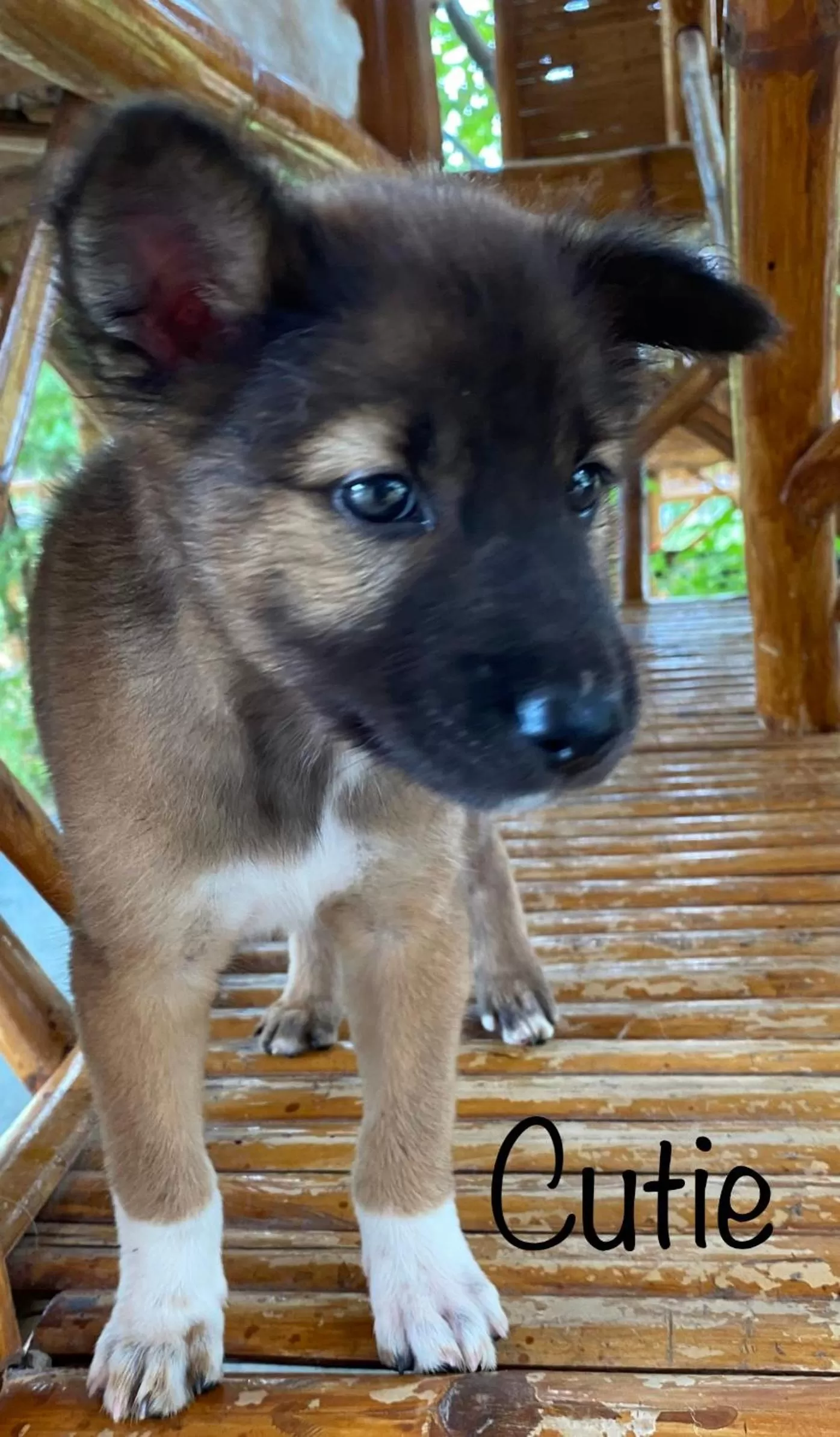 Jing Jo Boutique Bungalow