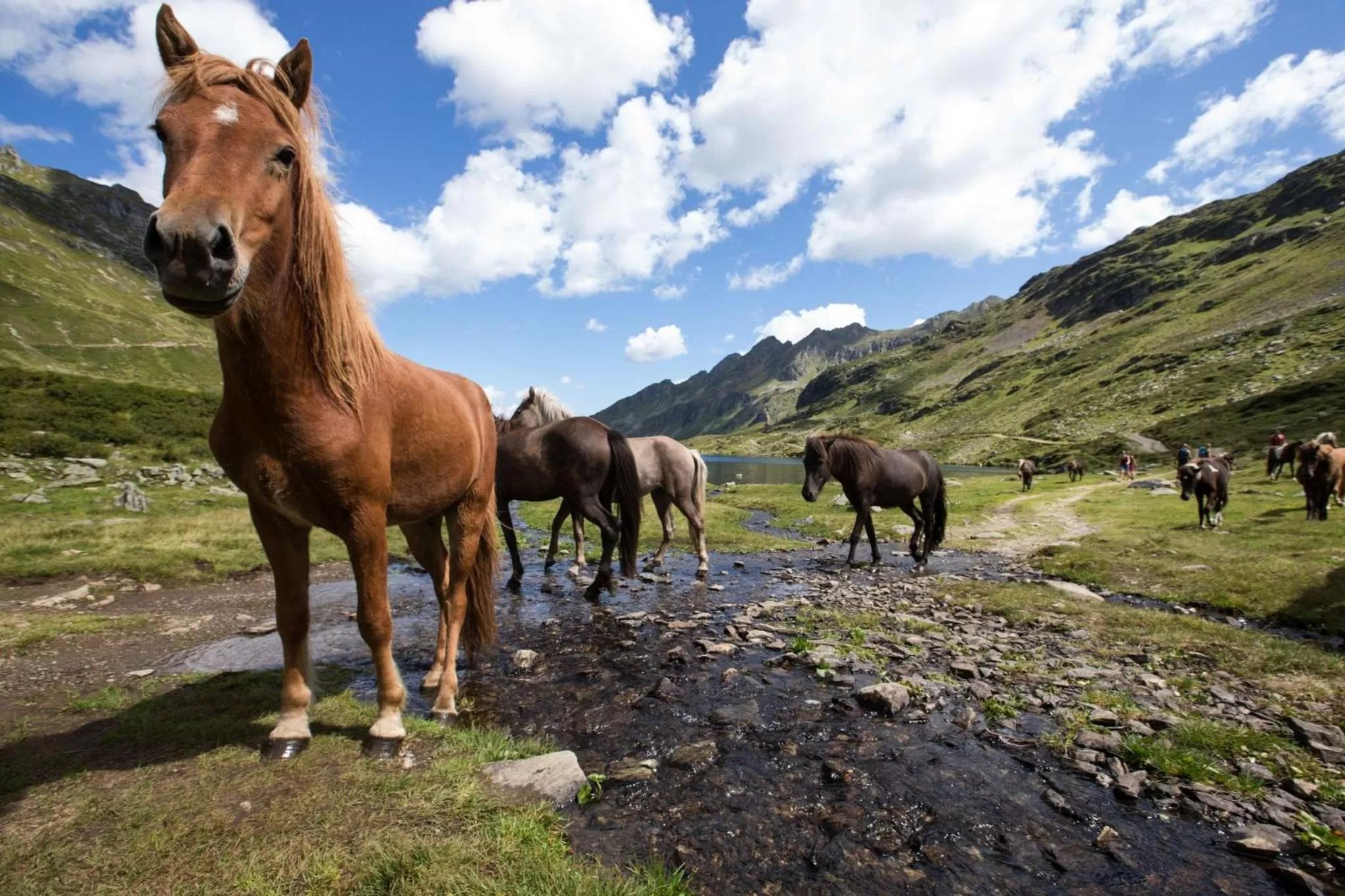 Horse-riding, Other Animals in Seiterhof