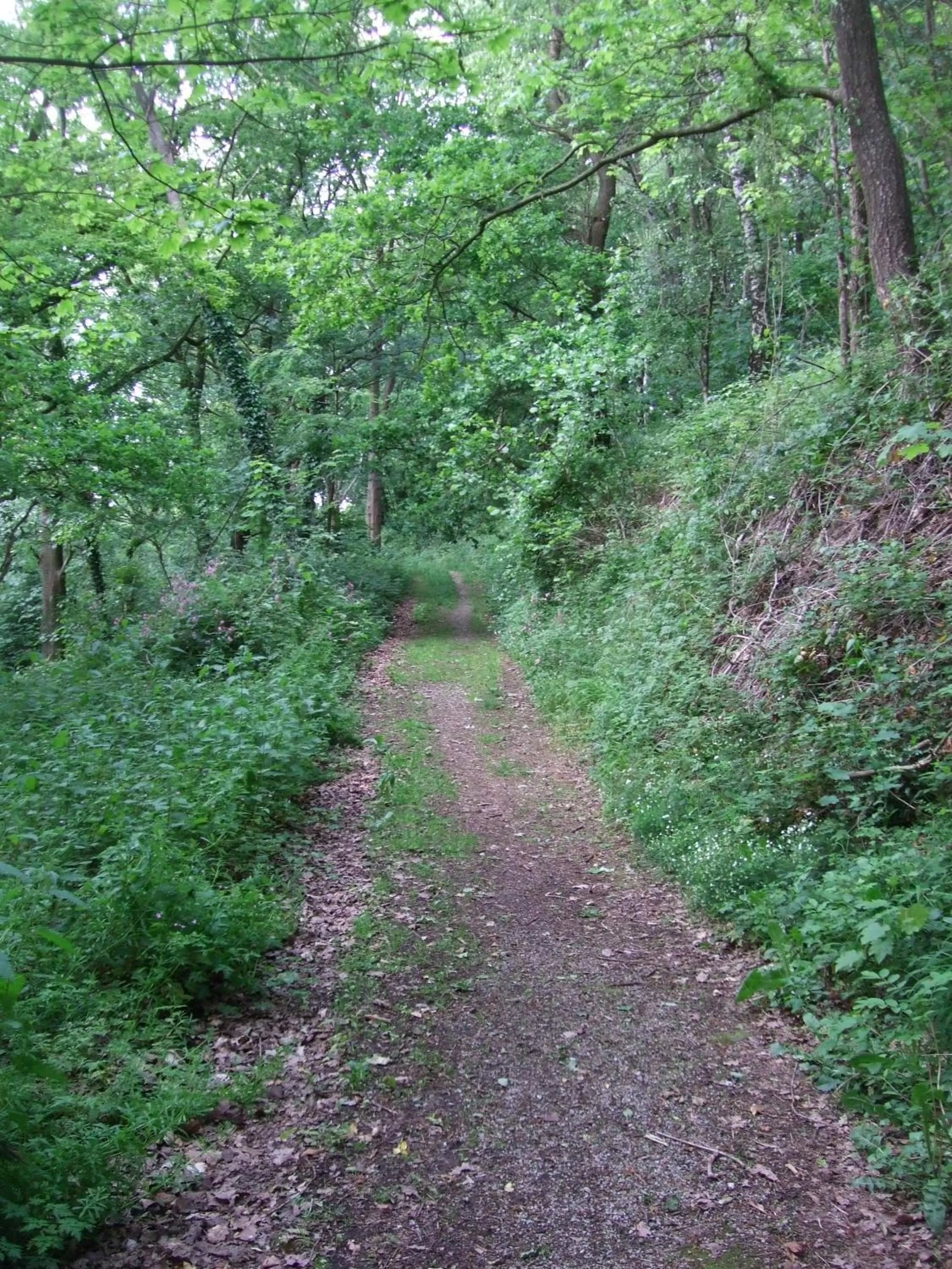 Natural landscape in Parkhotel Hammerberg