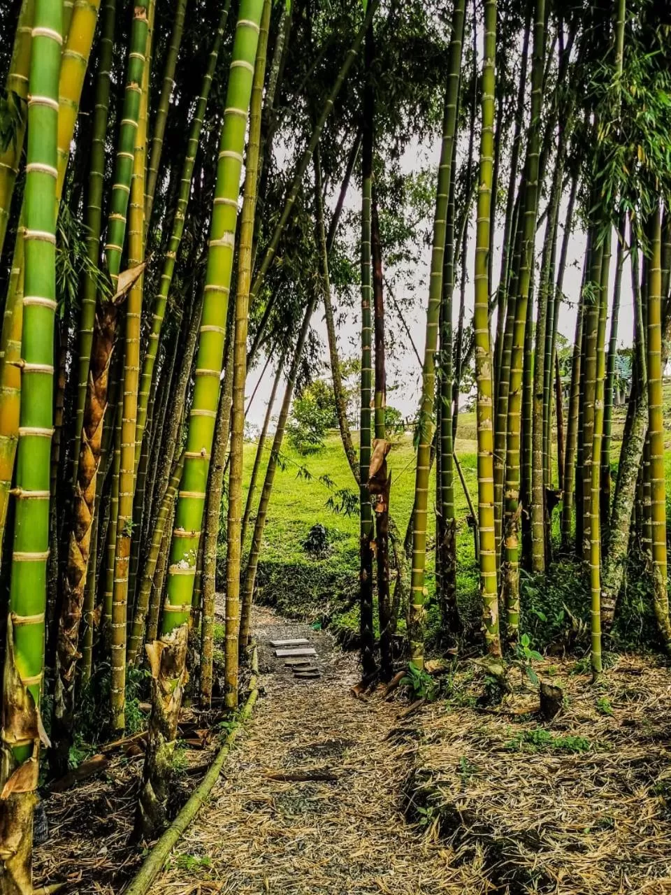 Natural landscape in Ecohotel Monte Tierra Habitaciones y Glamping