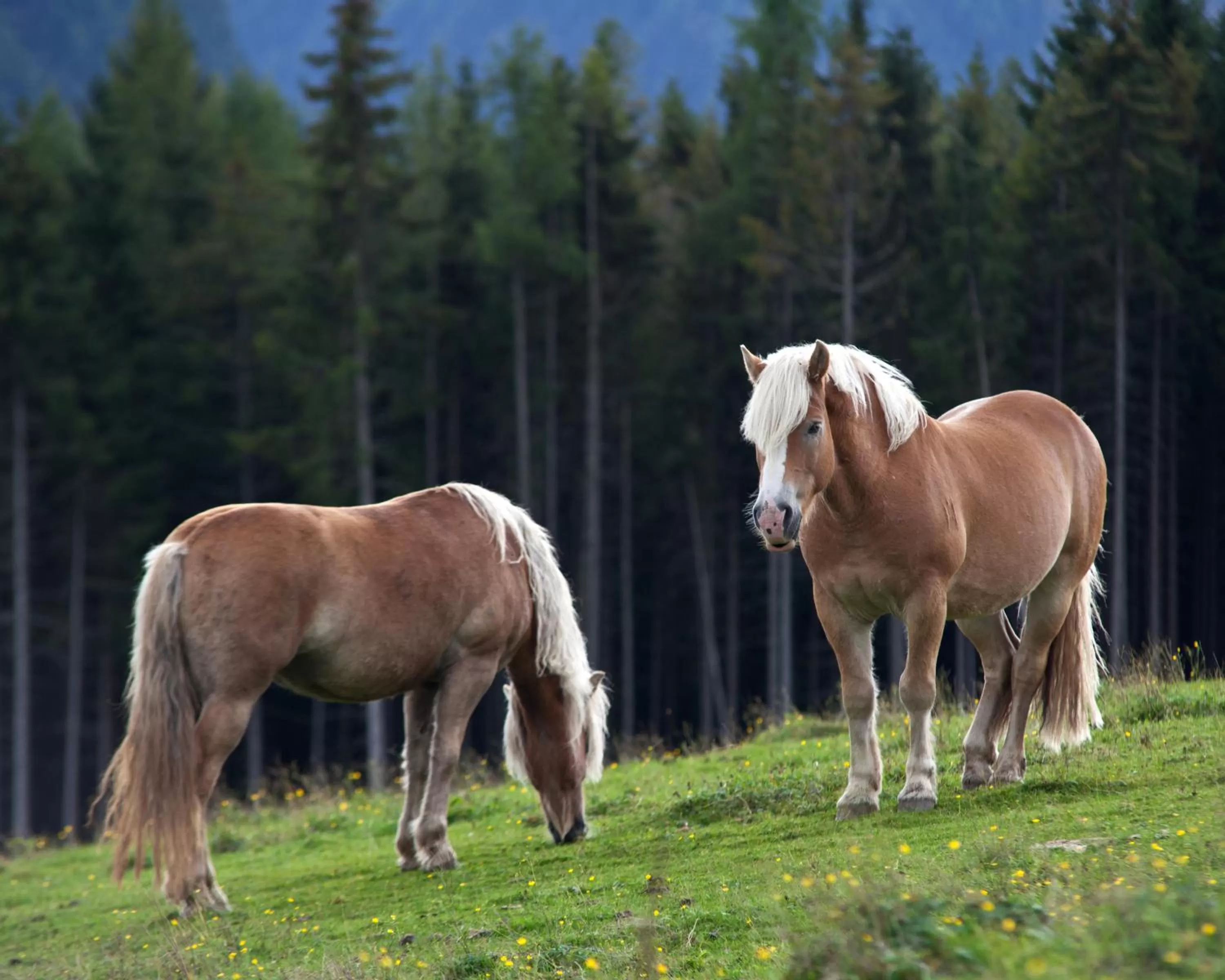 Horse-riding in Hotel Zum Jungen Römer