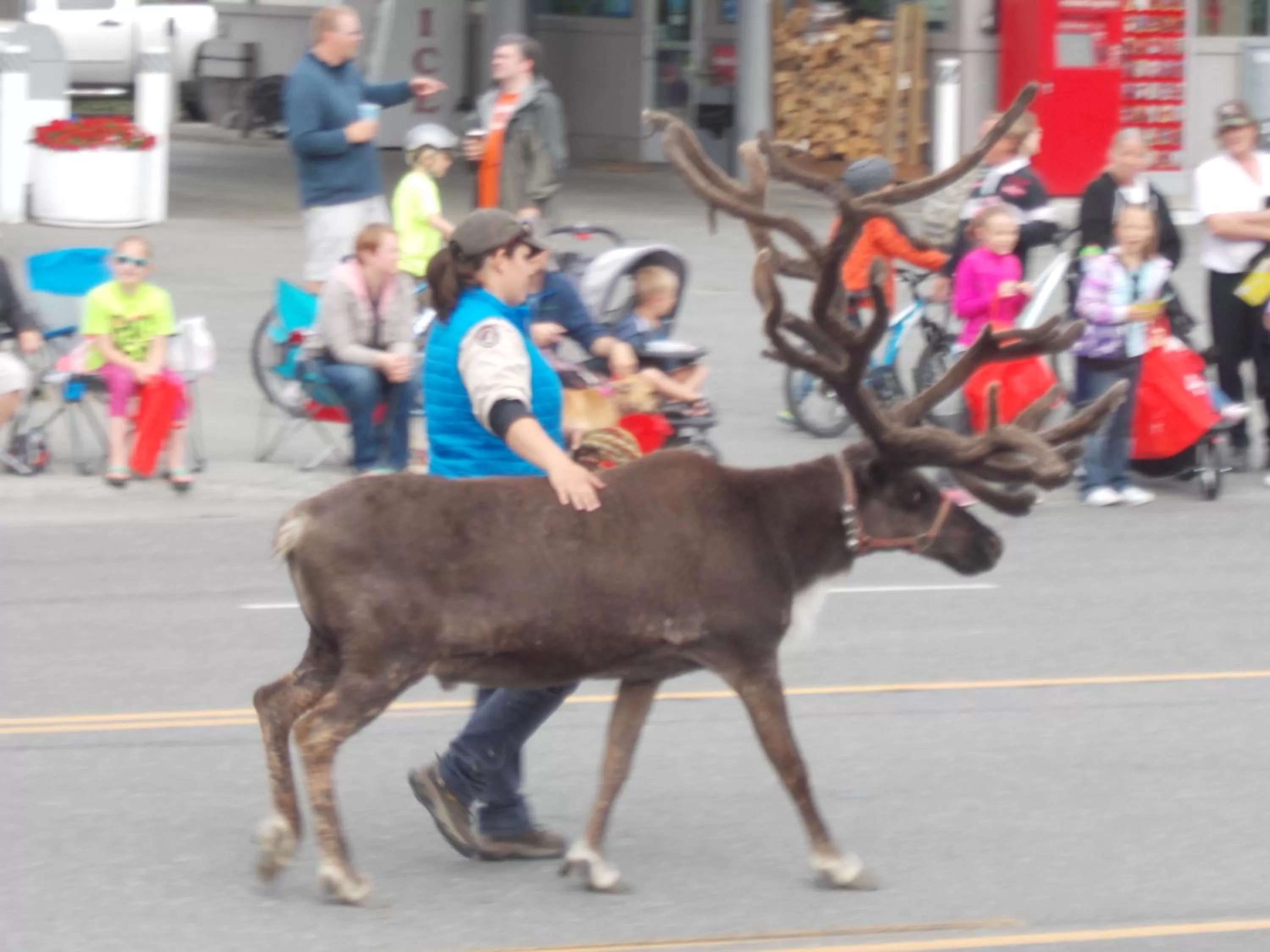 Alaska Chalet Bed & Breakfast