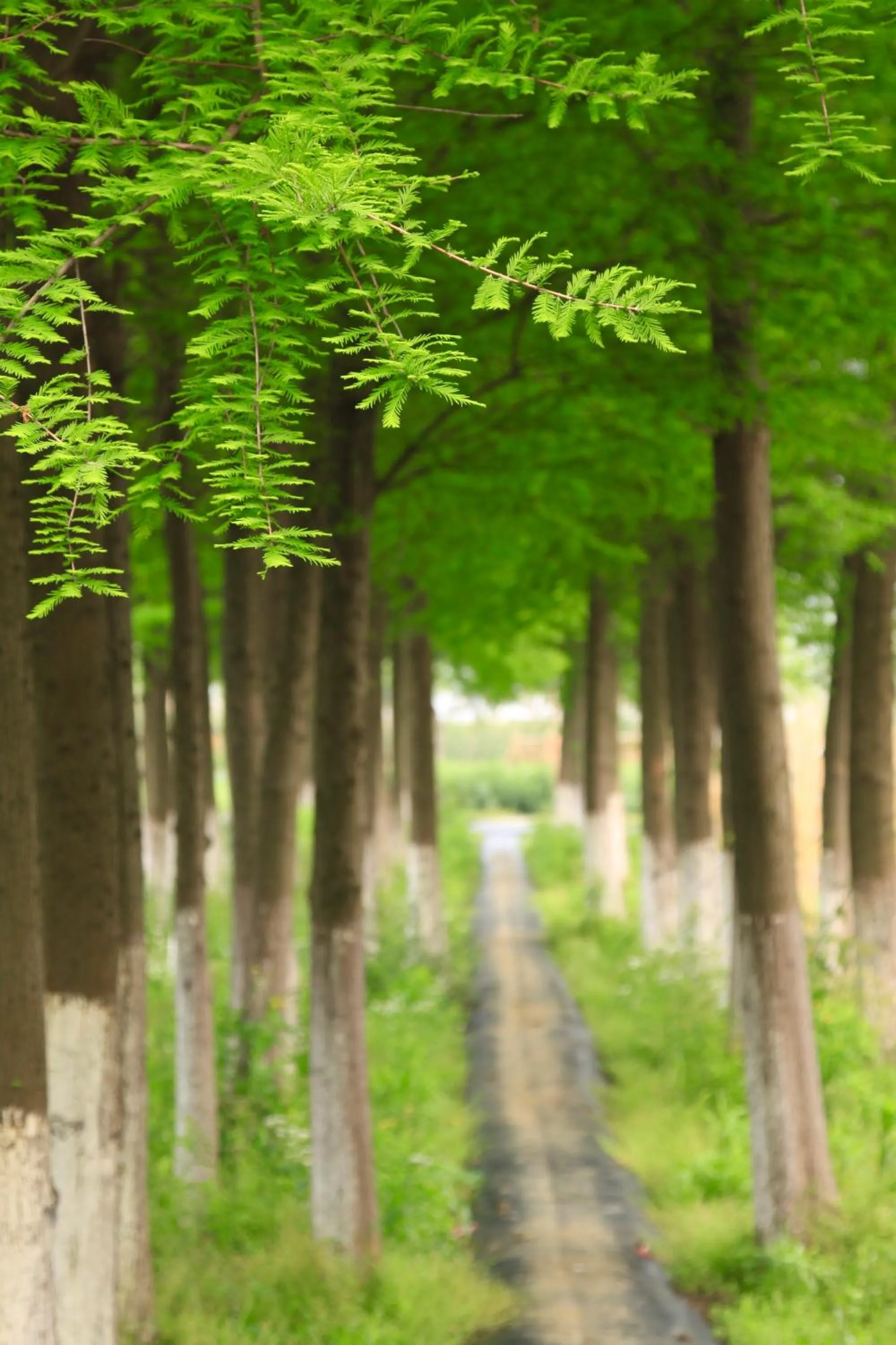 Summer in Fairmont Yangcheng Lake