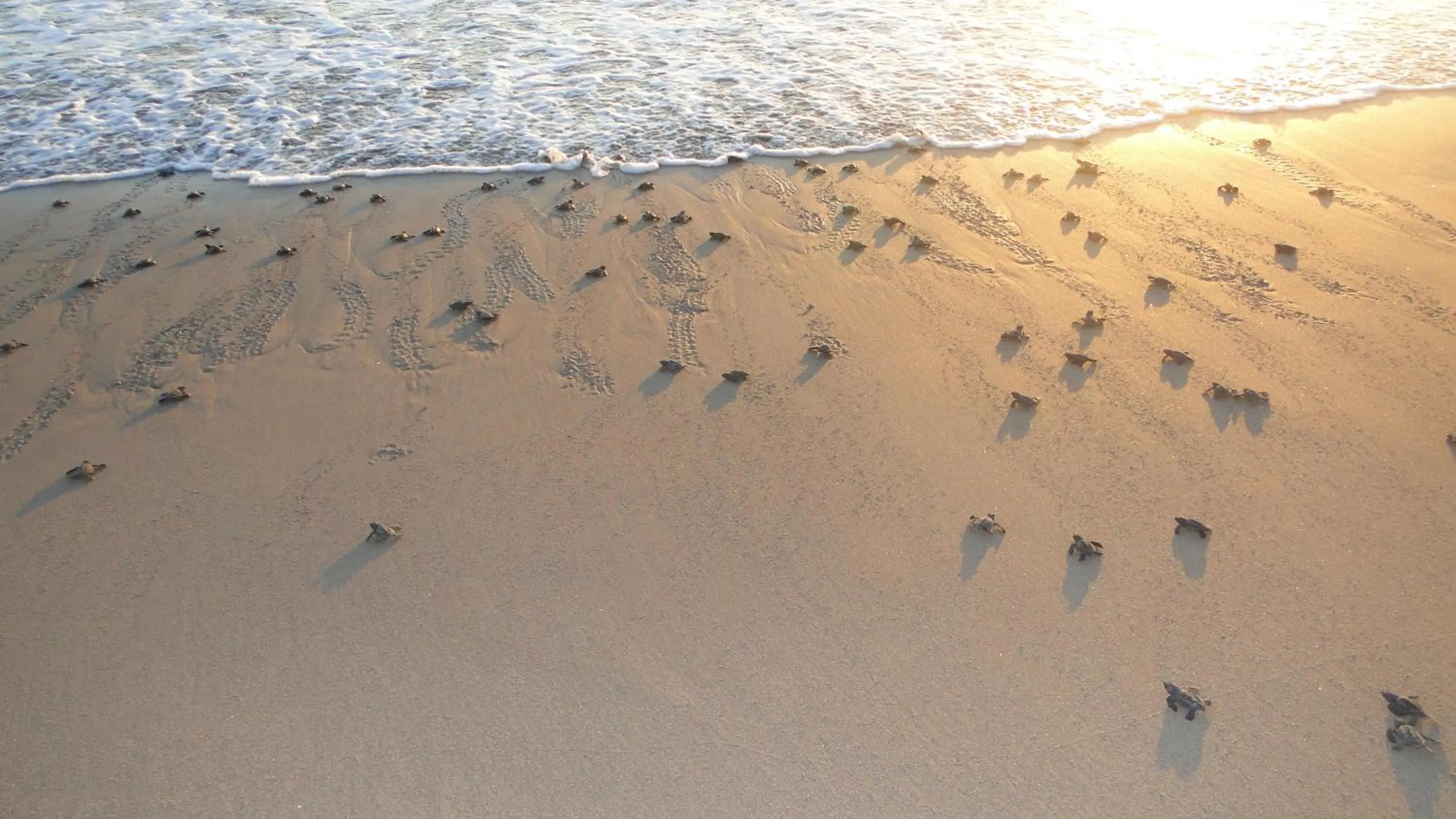 Decorative detail in Las Villas Hotel & Golf By Estrella del Mar