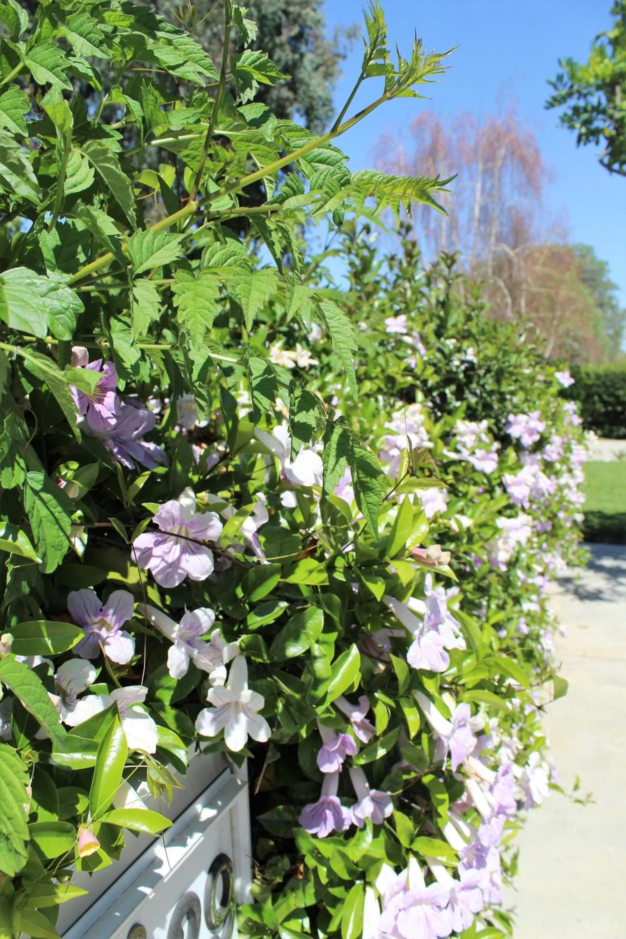 Property building in Sweet Dreams B&B LA