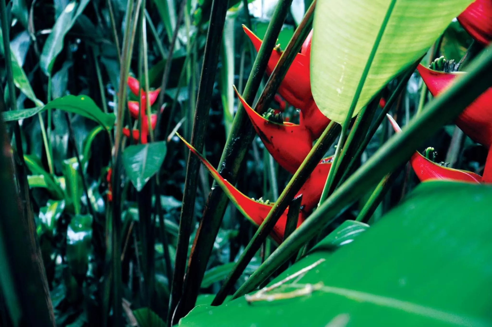 Garden in Hotel Aranjuez