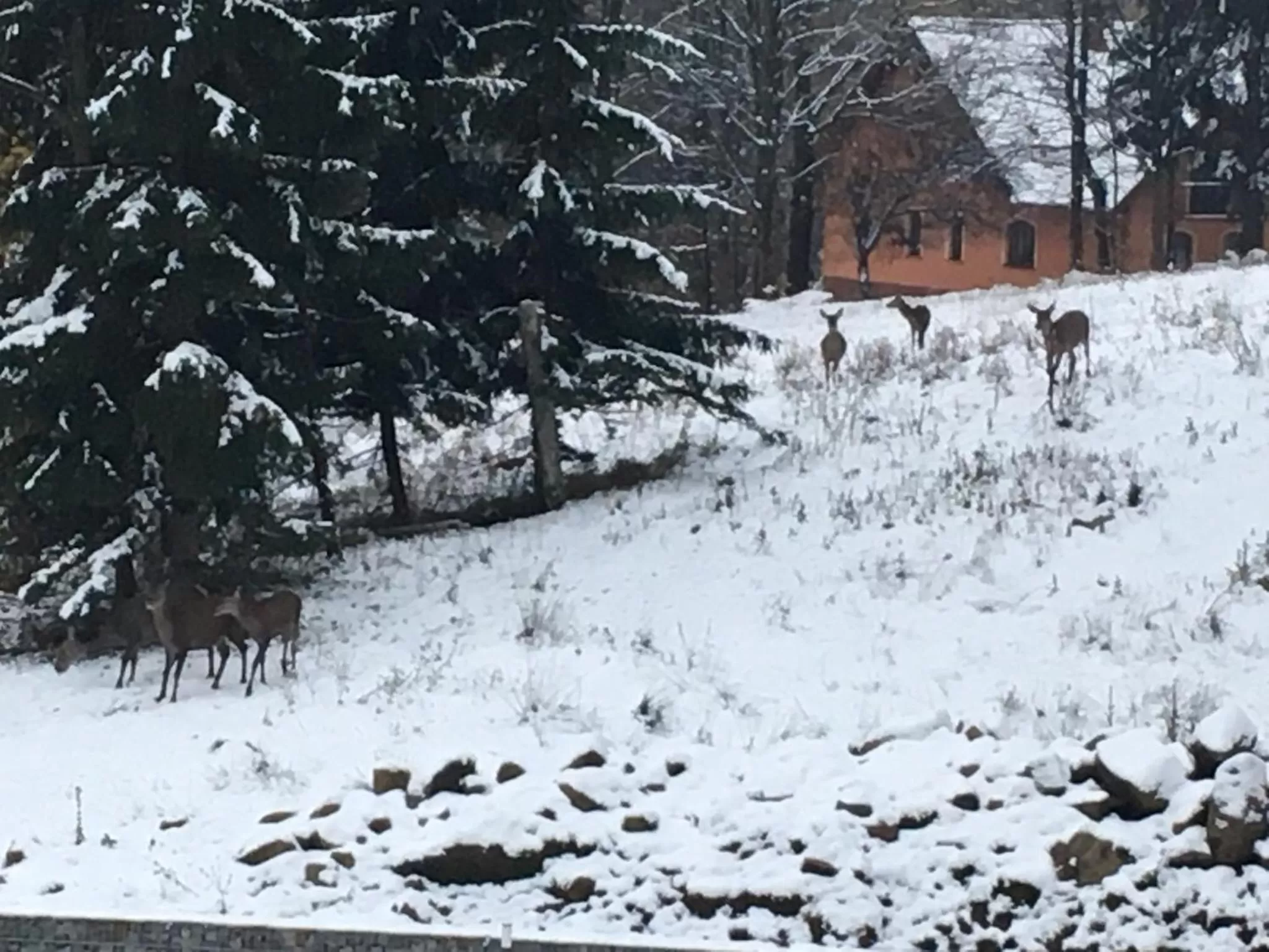 Animals in dask resort