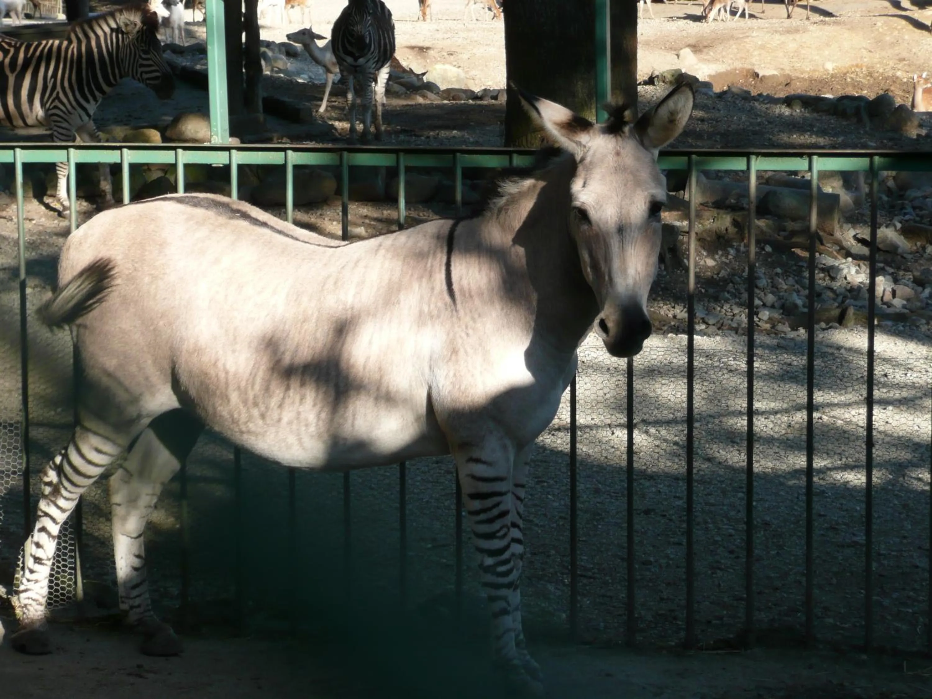 View (from property/room) in Scotch Court