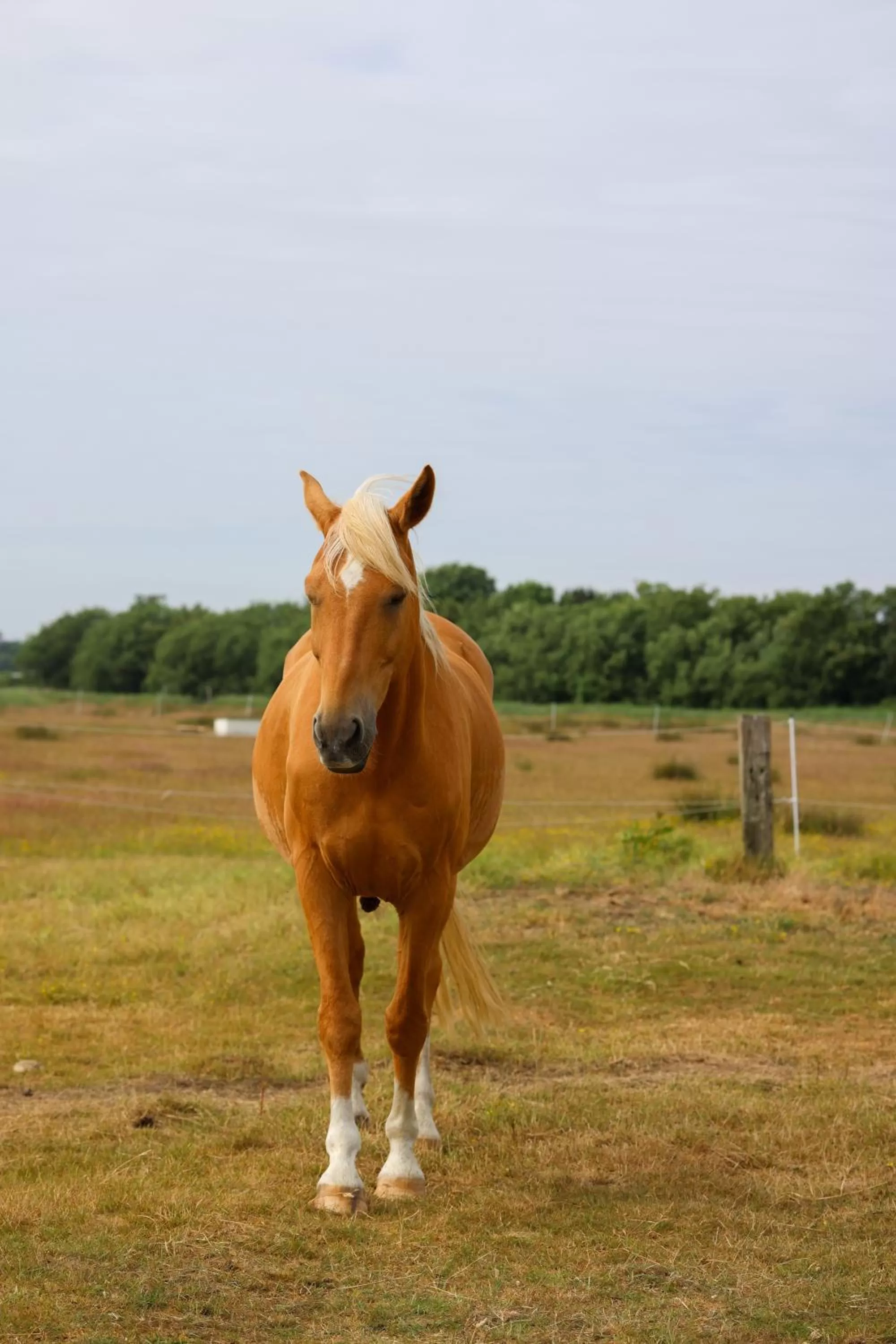 Animals in Mimosa Hotel
