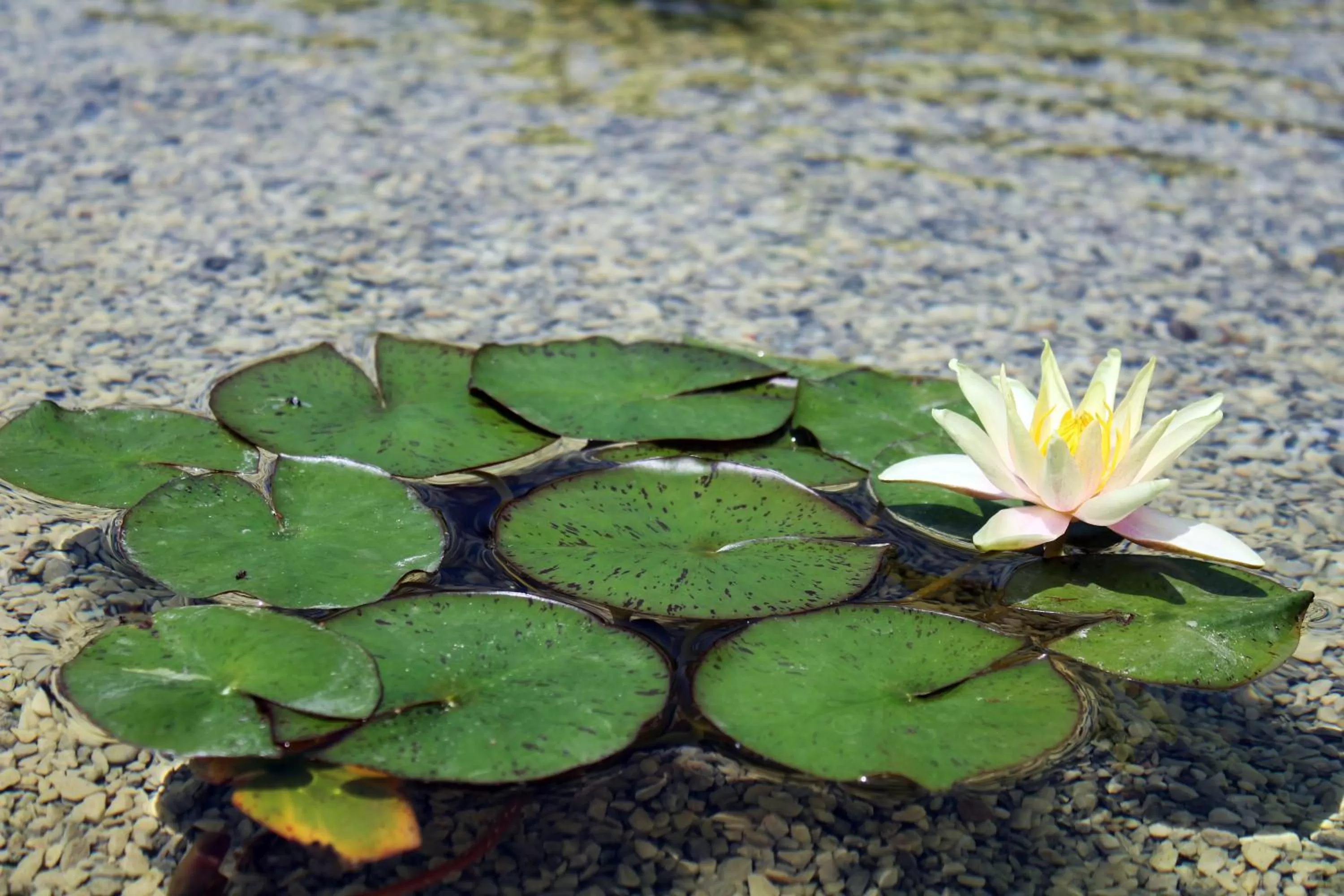 Lake view in Le Ginestre