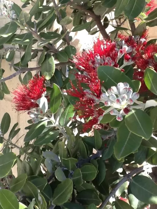 Patio in Teviot View Accommodation