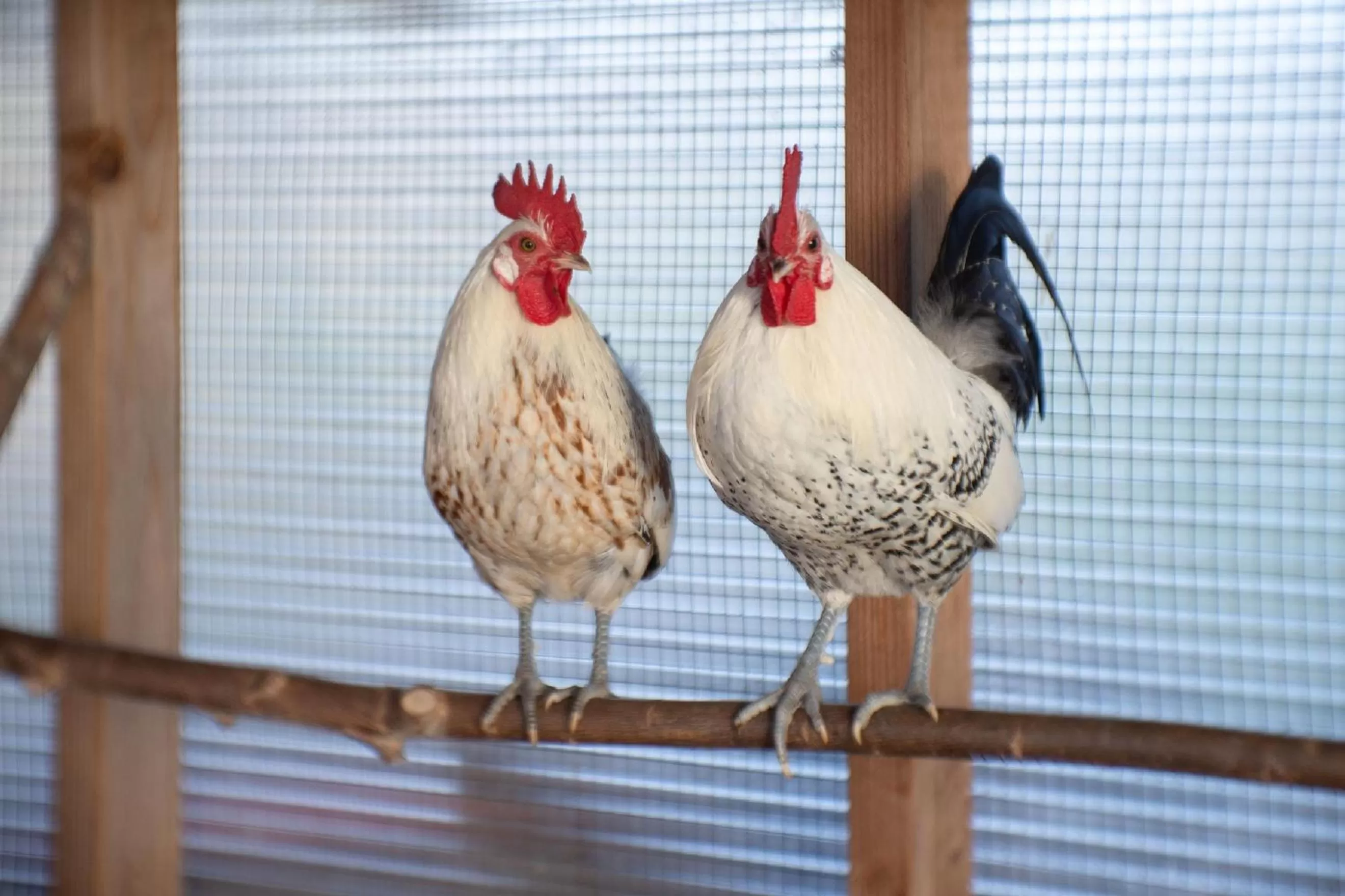 Animals in Le jardin des 4 saisons