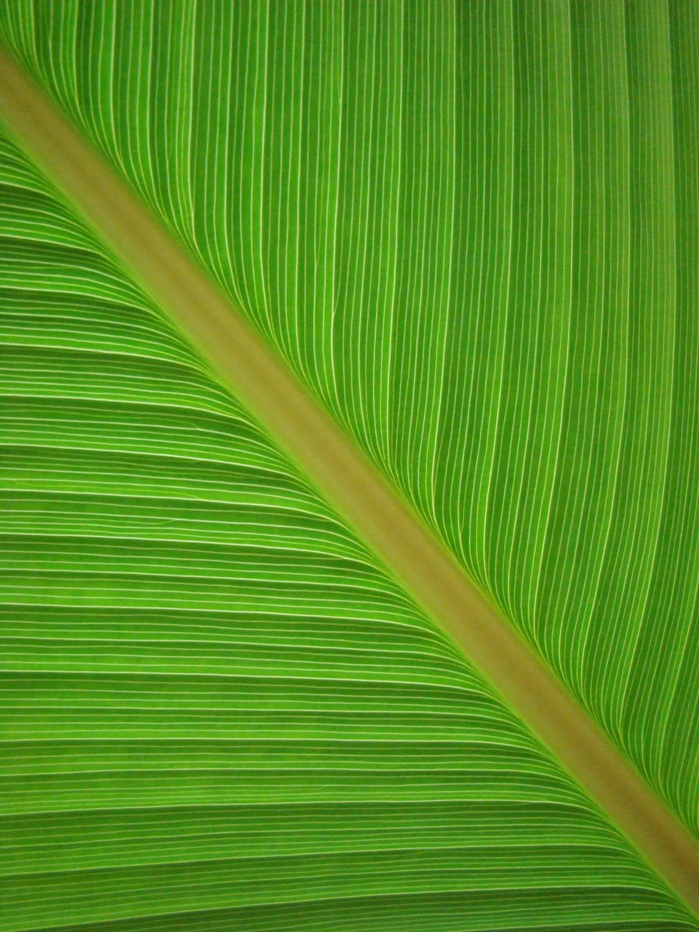 Natural landscape in Teakwood villa