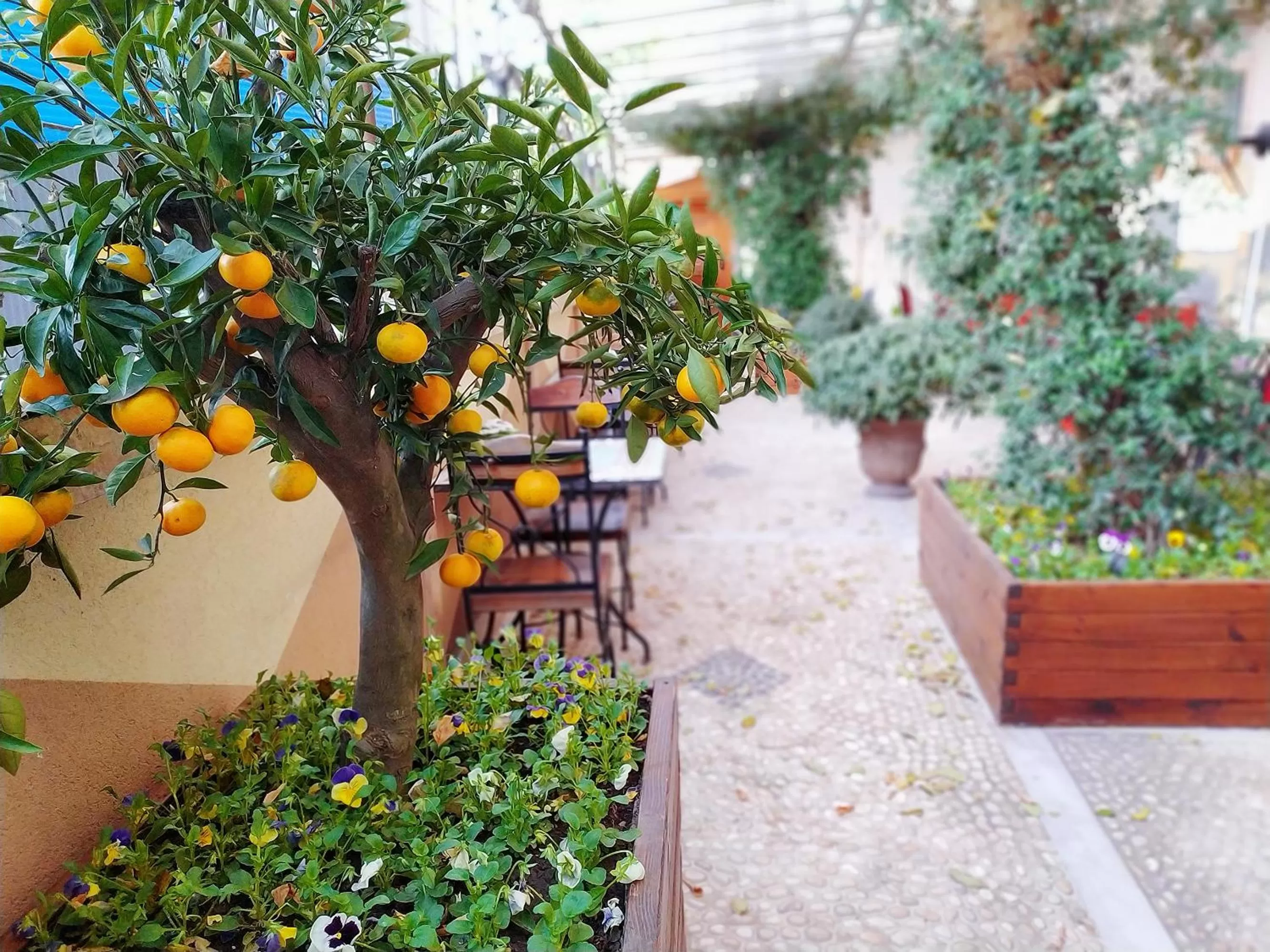 Garden in Antea Palace Hotel & Spa