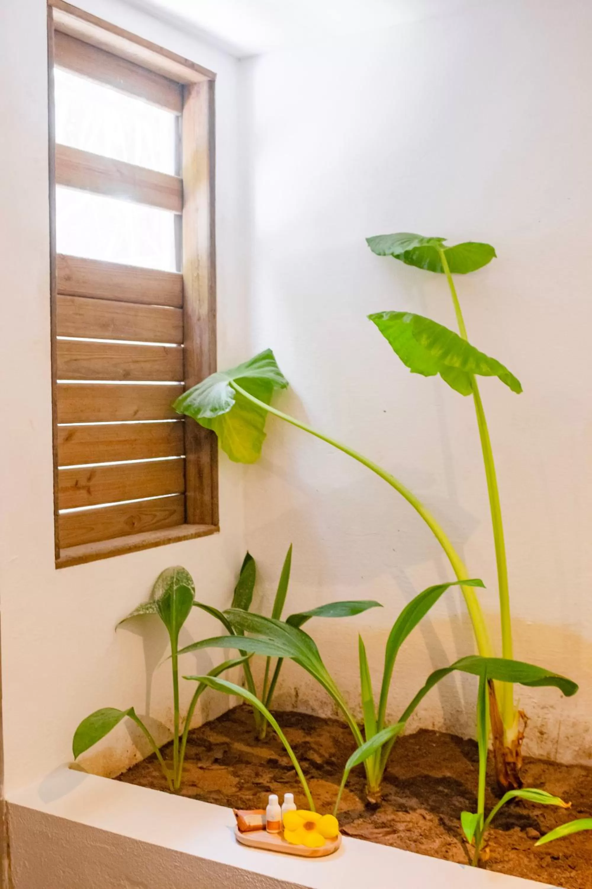 Garden in Pousada Villa Tatuamunha