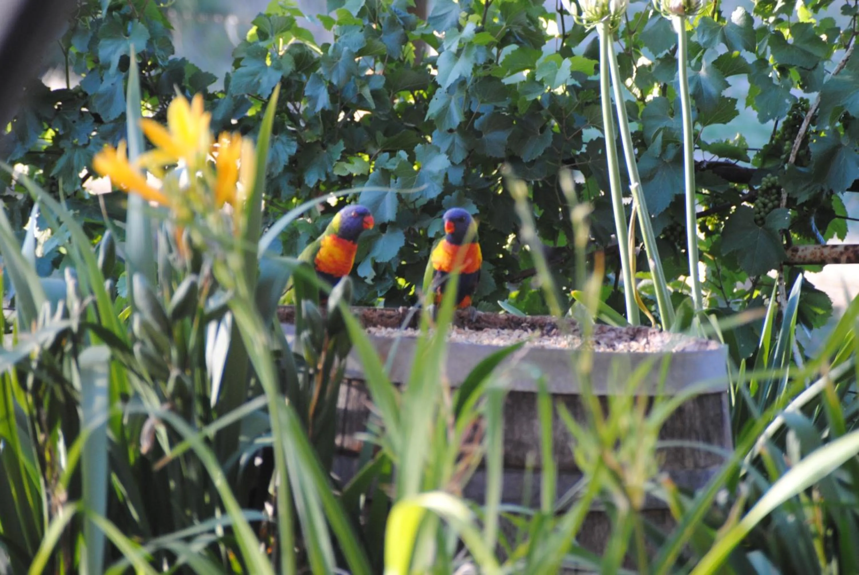 Garden in Amble at Hahndorf