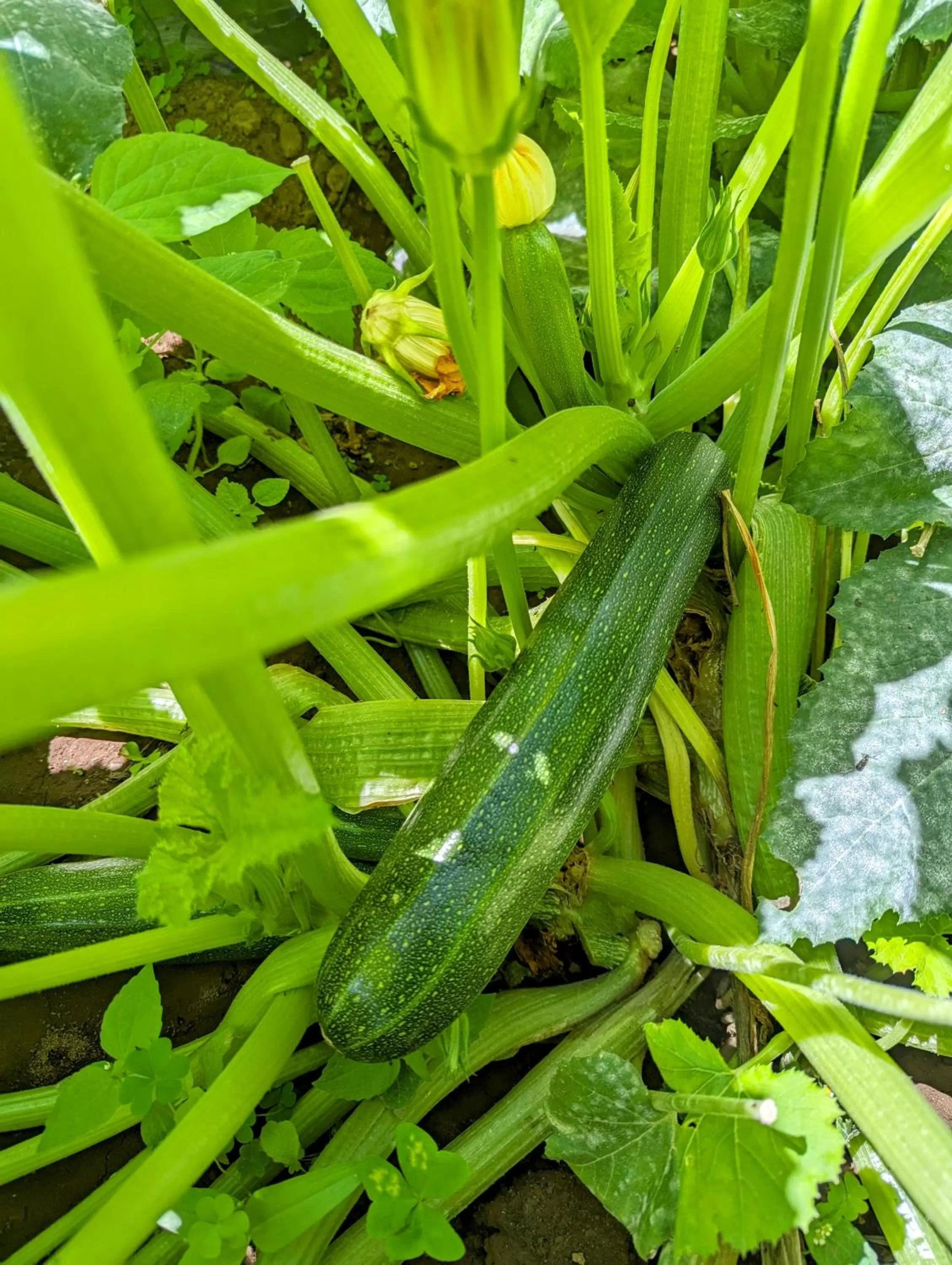 Food close-up in Mvuli Hotels Arusha