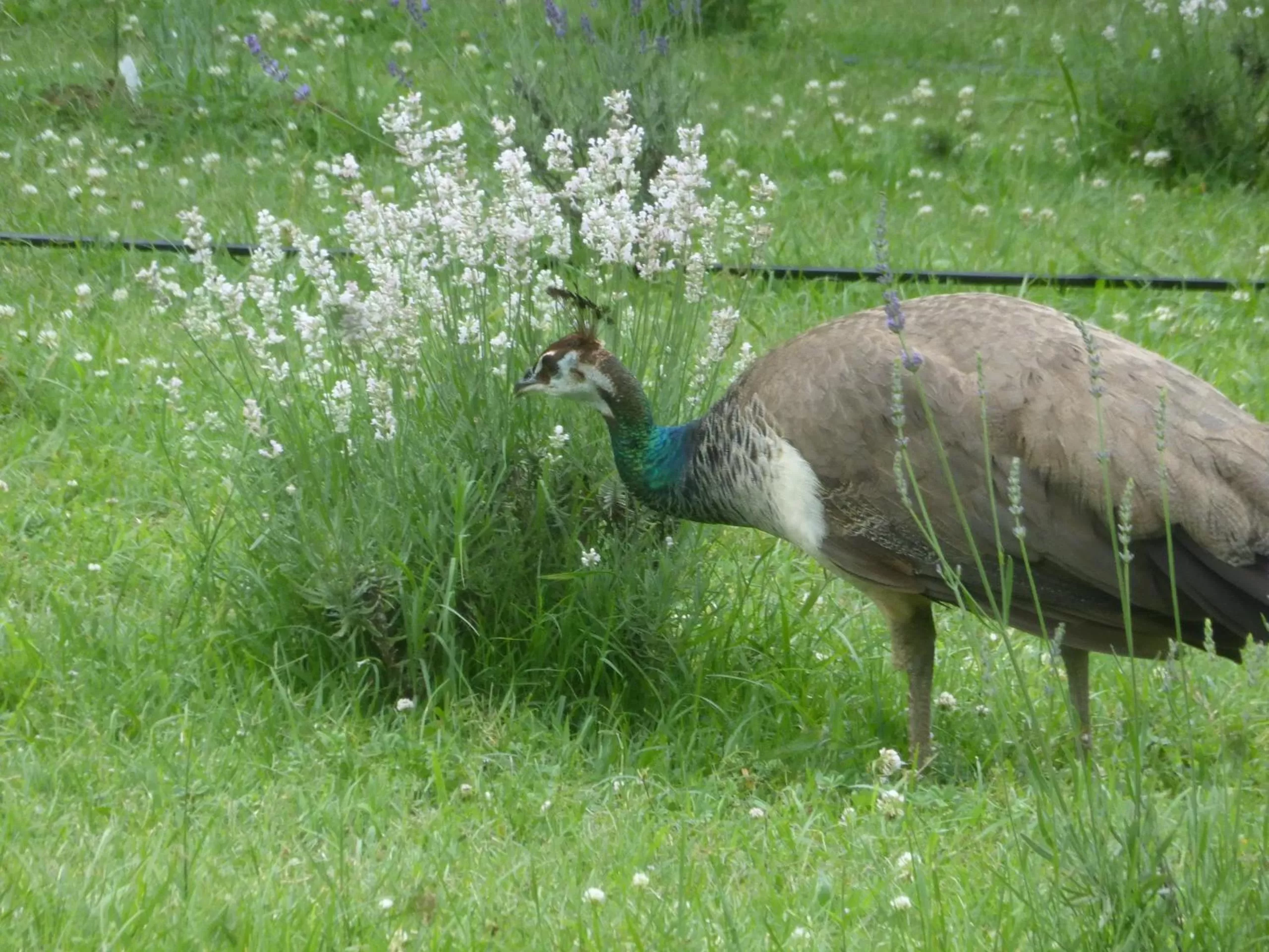 Garden in Mulberry Lavender Farm and B&B