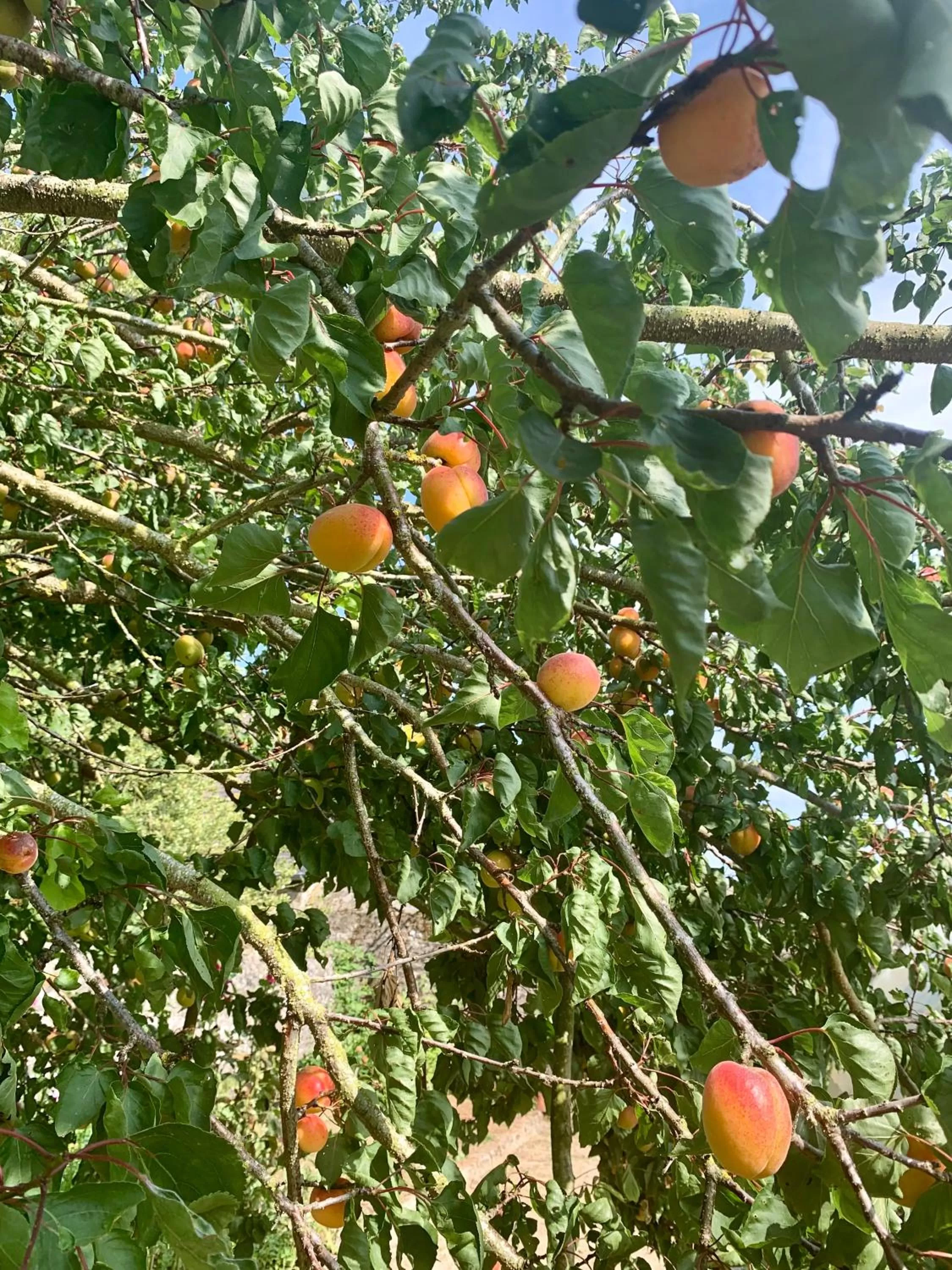 Garden in LA MEFFRAIS 1741