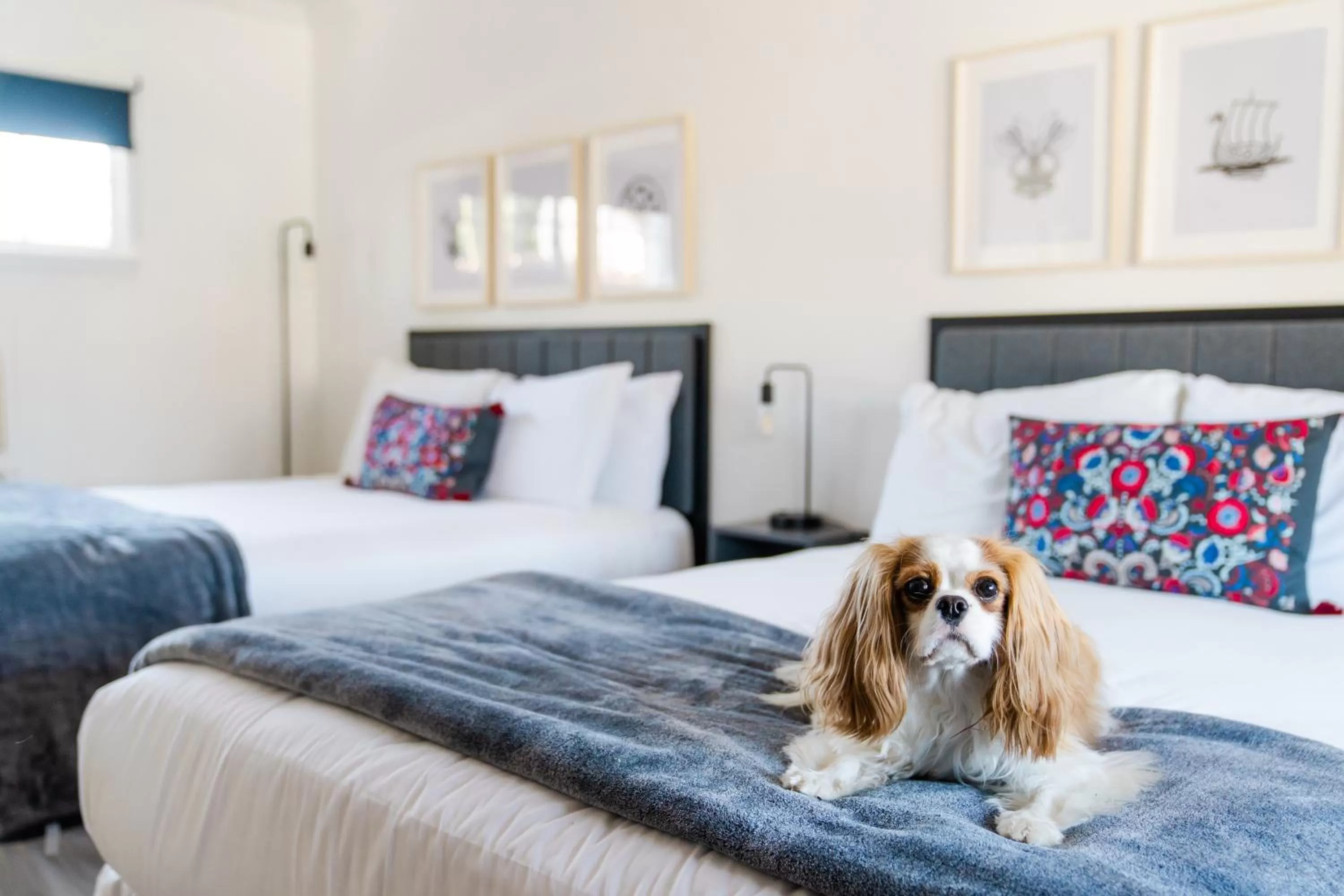 Pets, Bed in Viking Inn