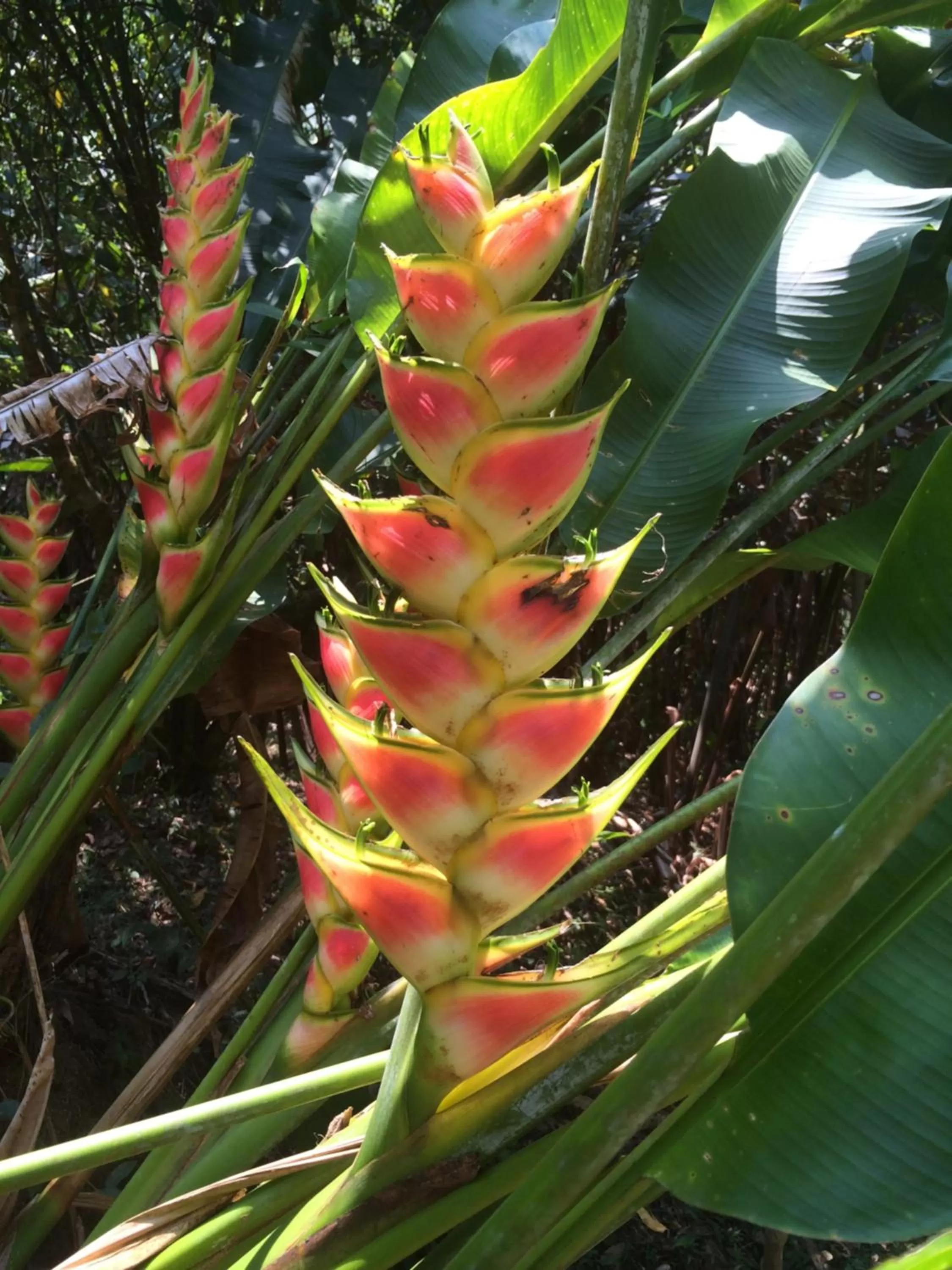 View (from property/room) in Sun Creek Lodge