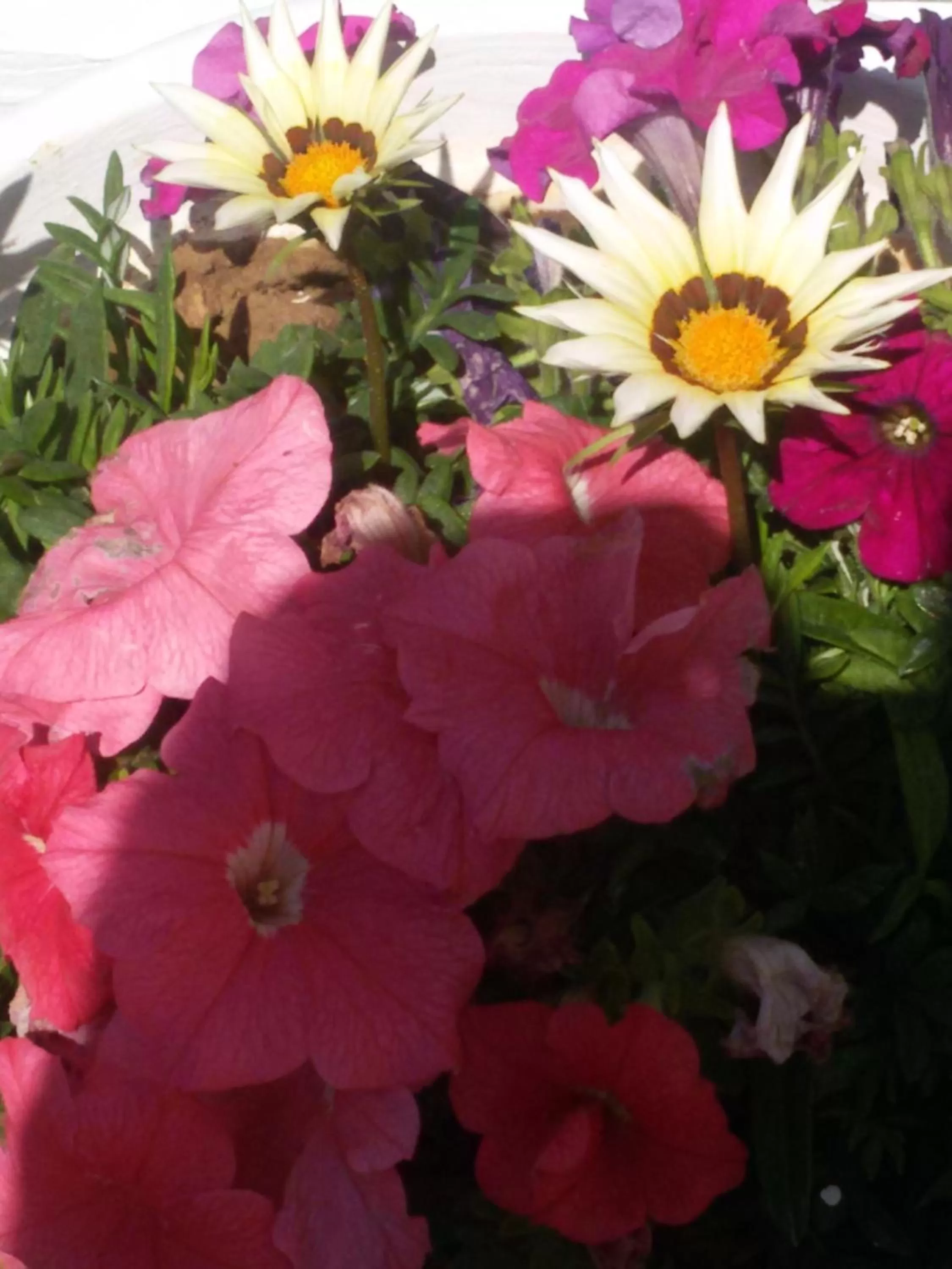 Summer in Flokkas Hotel Apartments