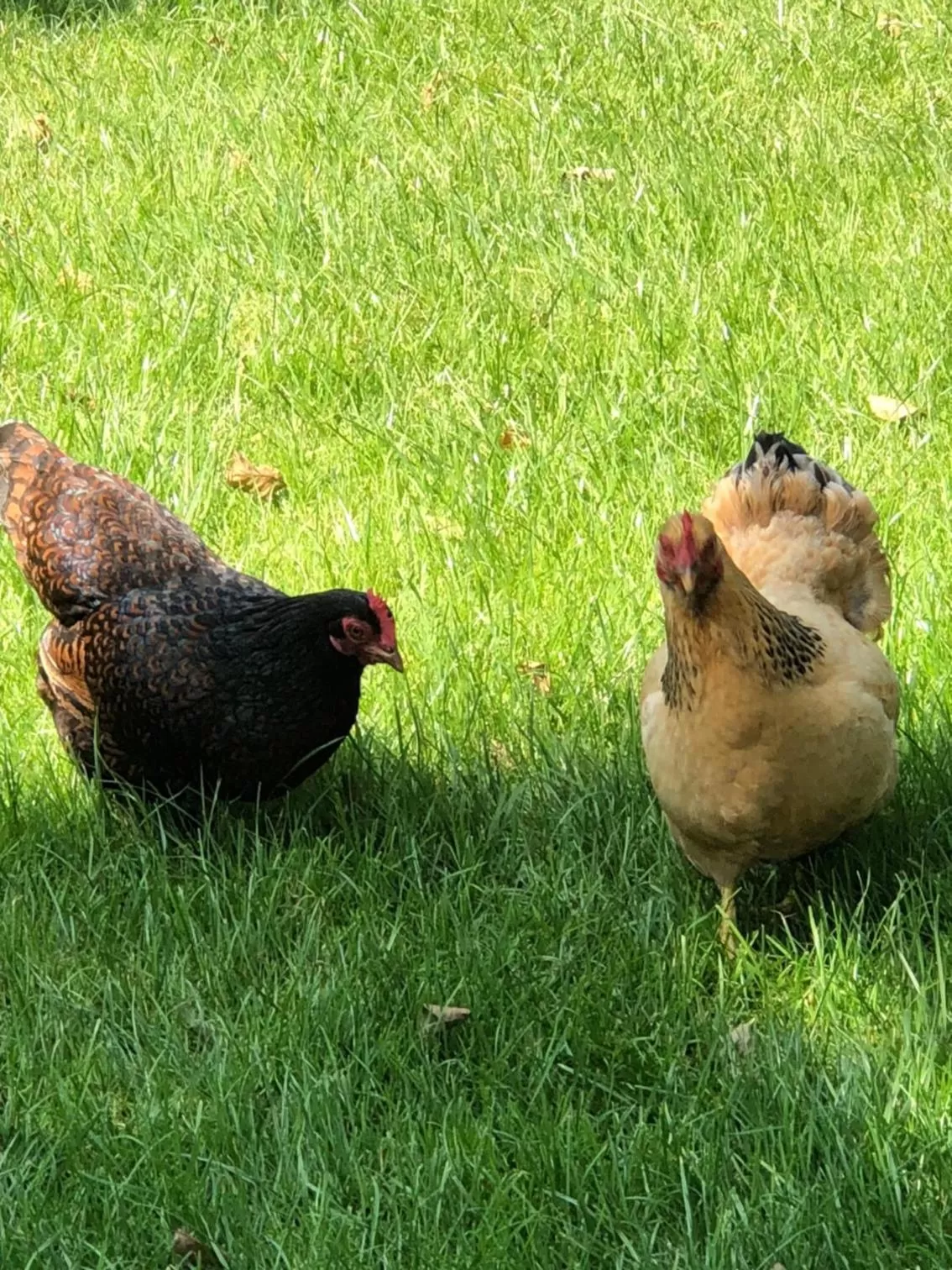 Garden in Hotel Hof van 's Gravenmoer