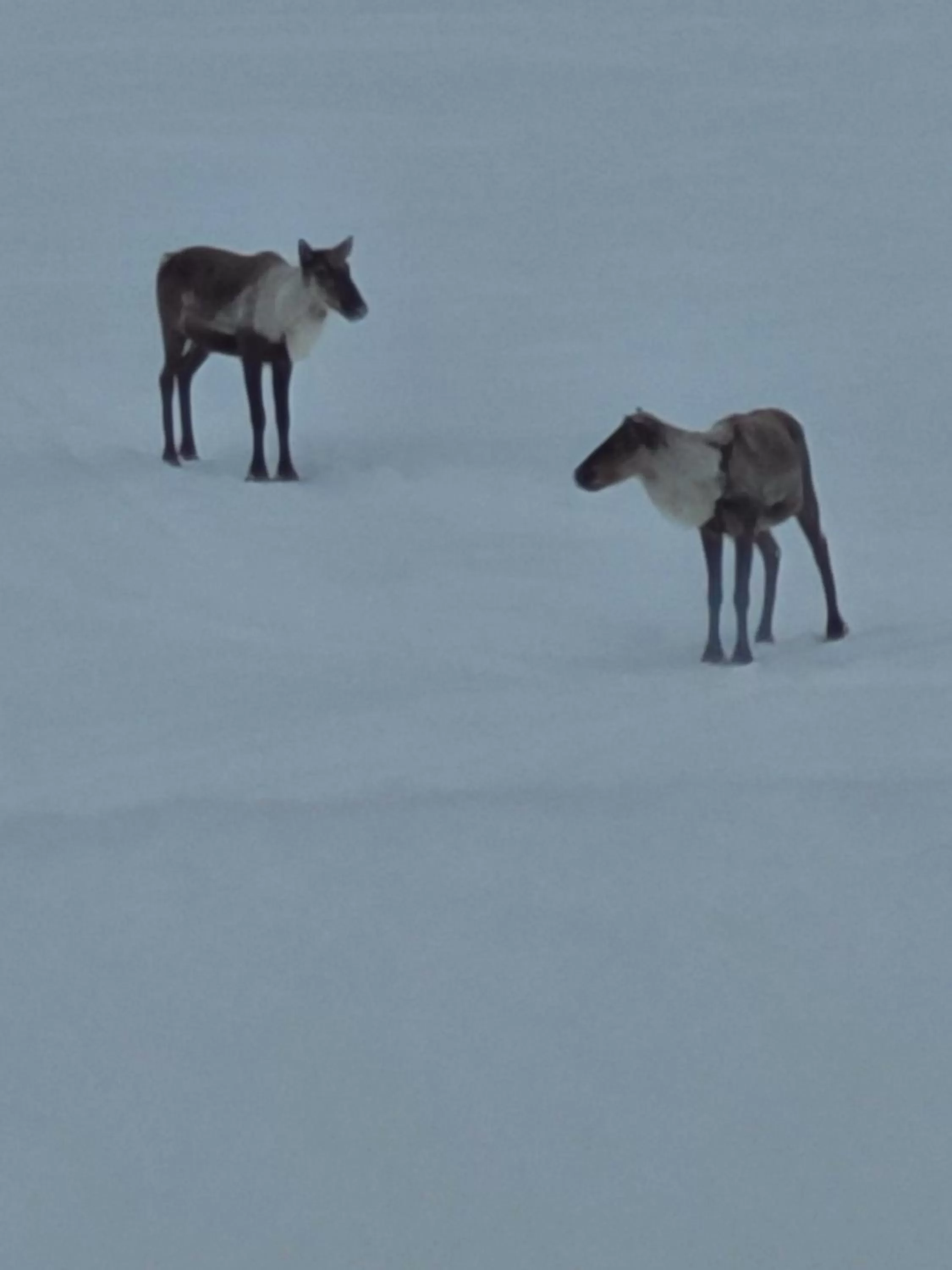 Other Animals in Tolsona Lake Lodge