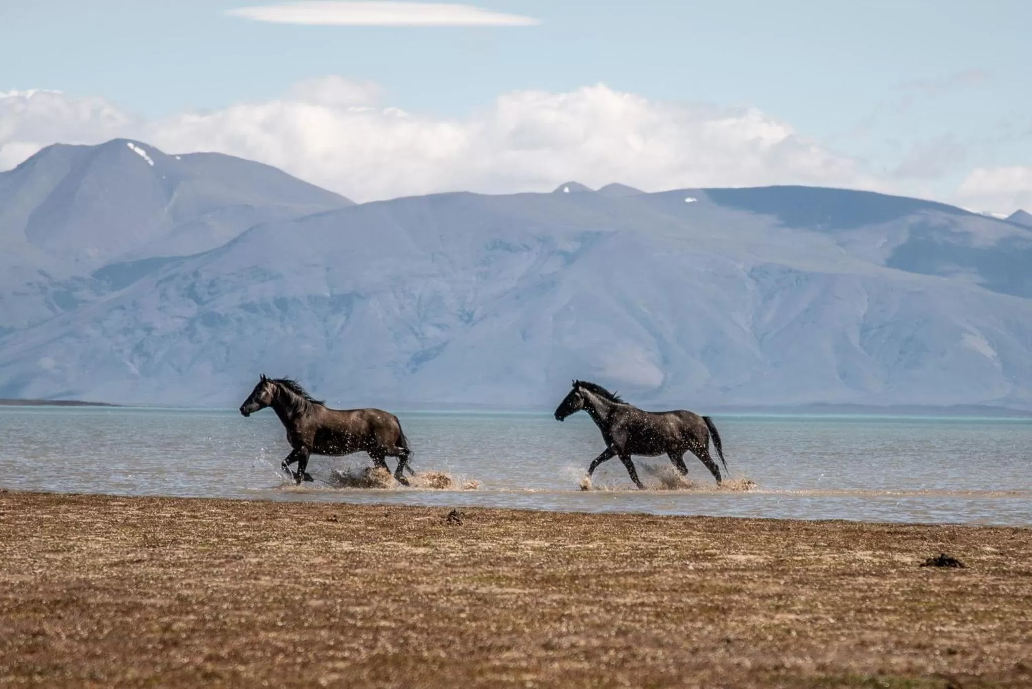 Other Animals in Hostería El Galpón Del Glaciar