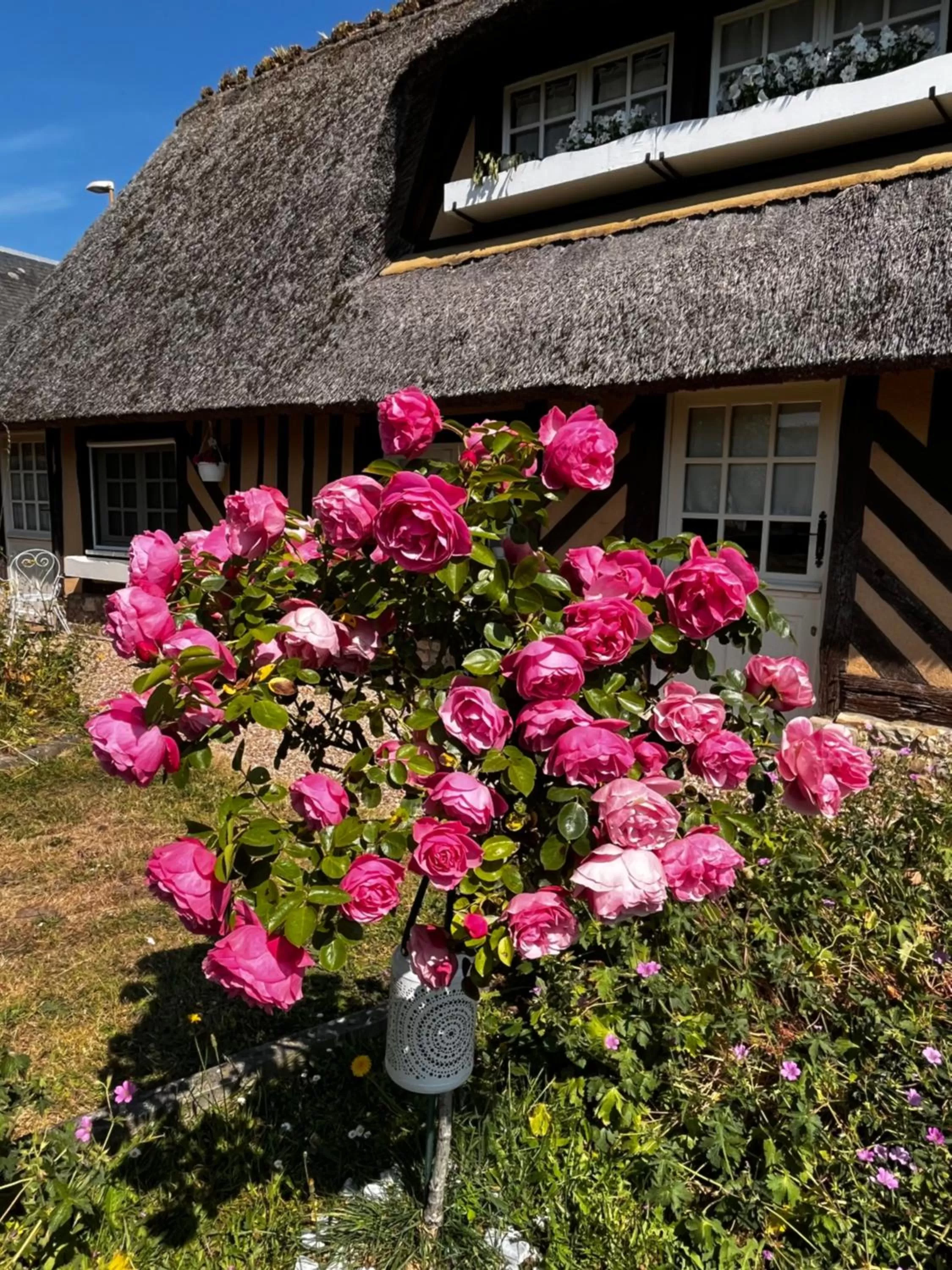 Garden view in La Romance et la Romanesque