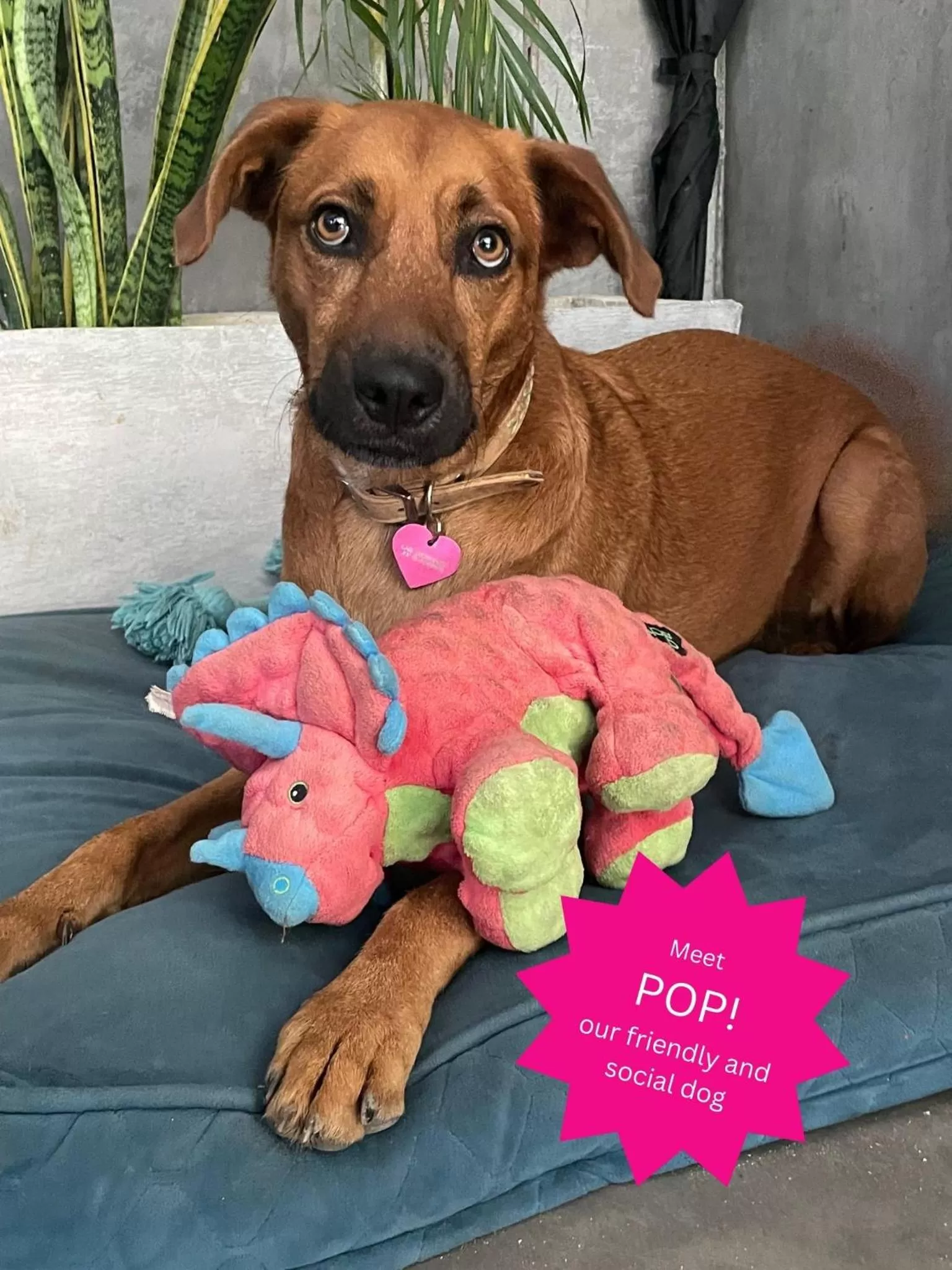 Animals, Pets in LOTE4 - LGBTQ Studios