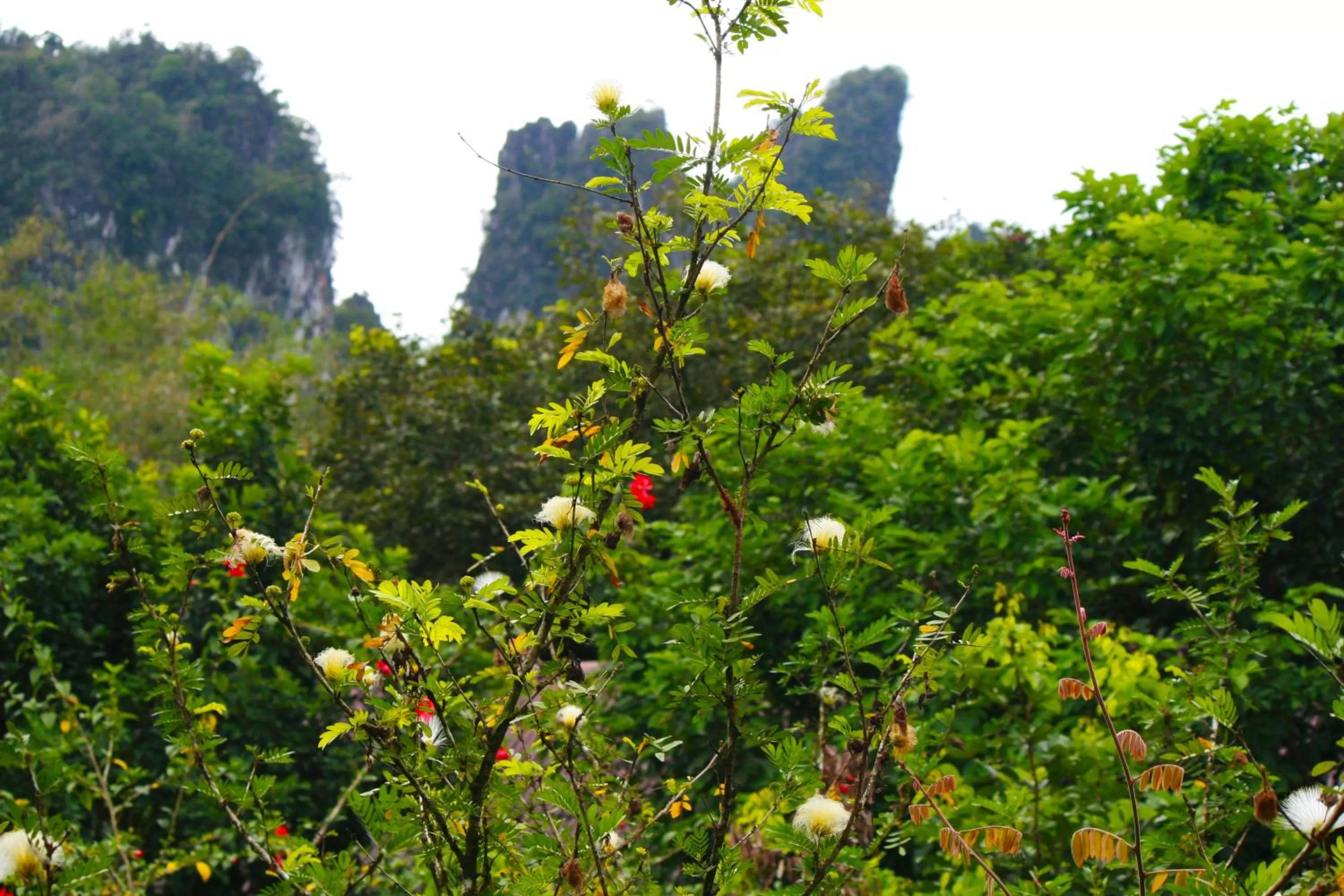 Property building in Khao Sok Morning Mist Resort