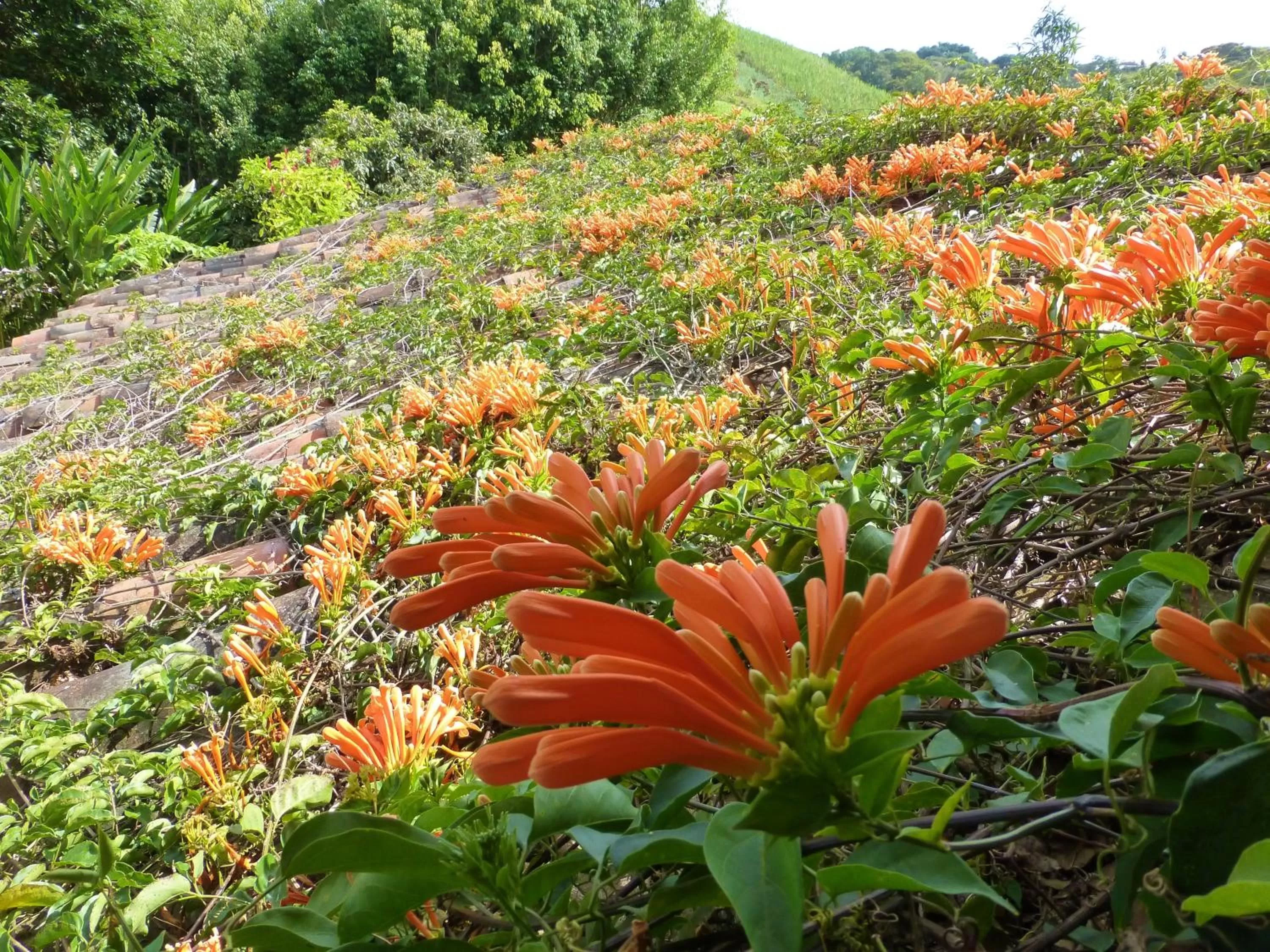 Area and facilities in Finca El Cielo