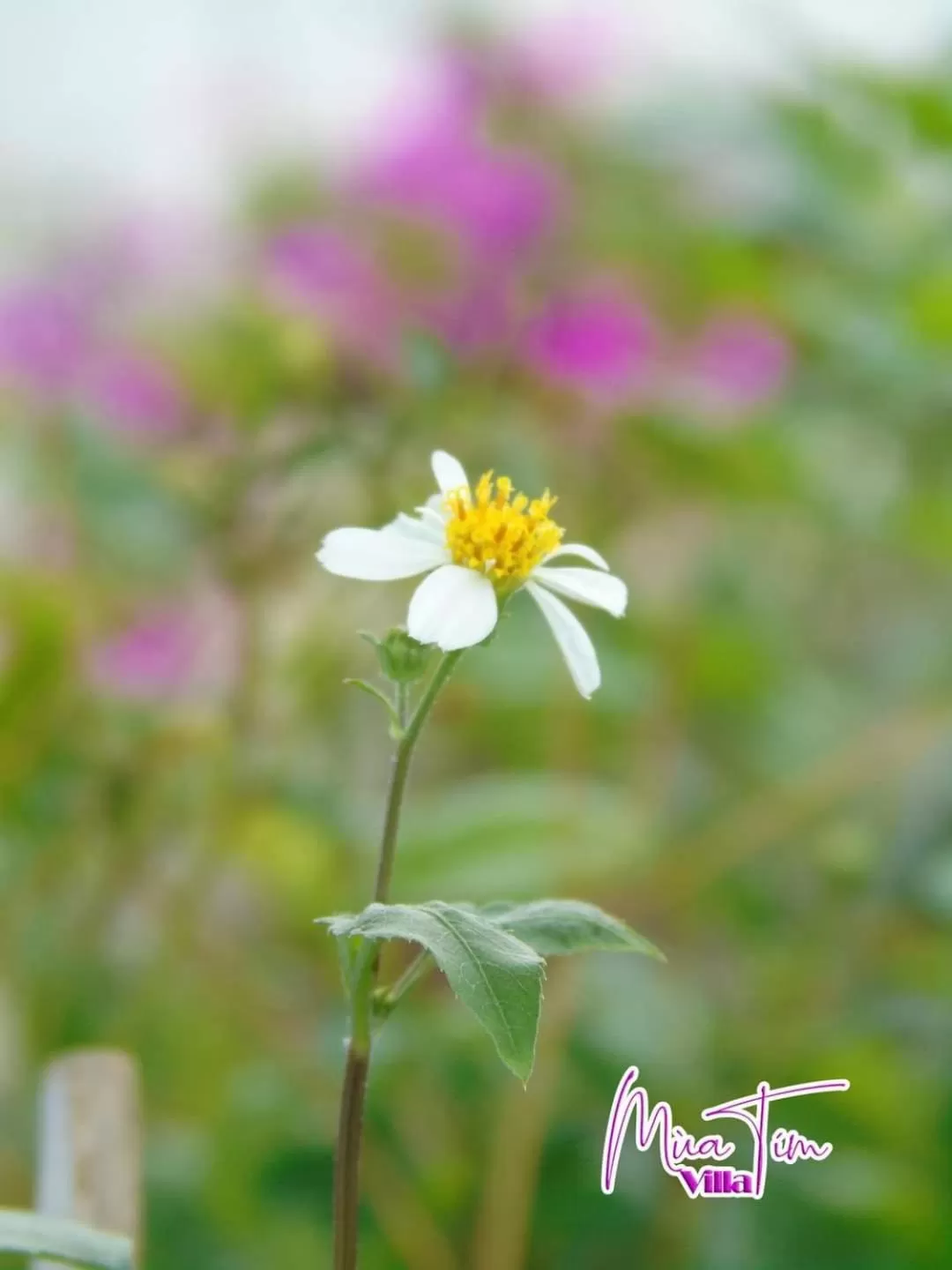 Neighbourhood in Mùa Tím Villa