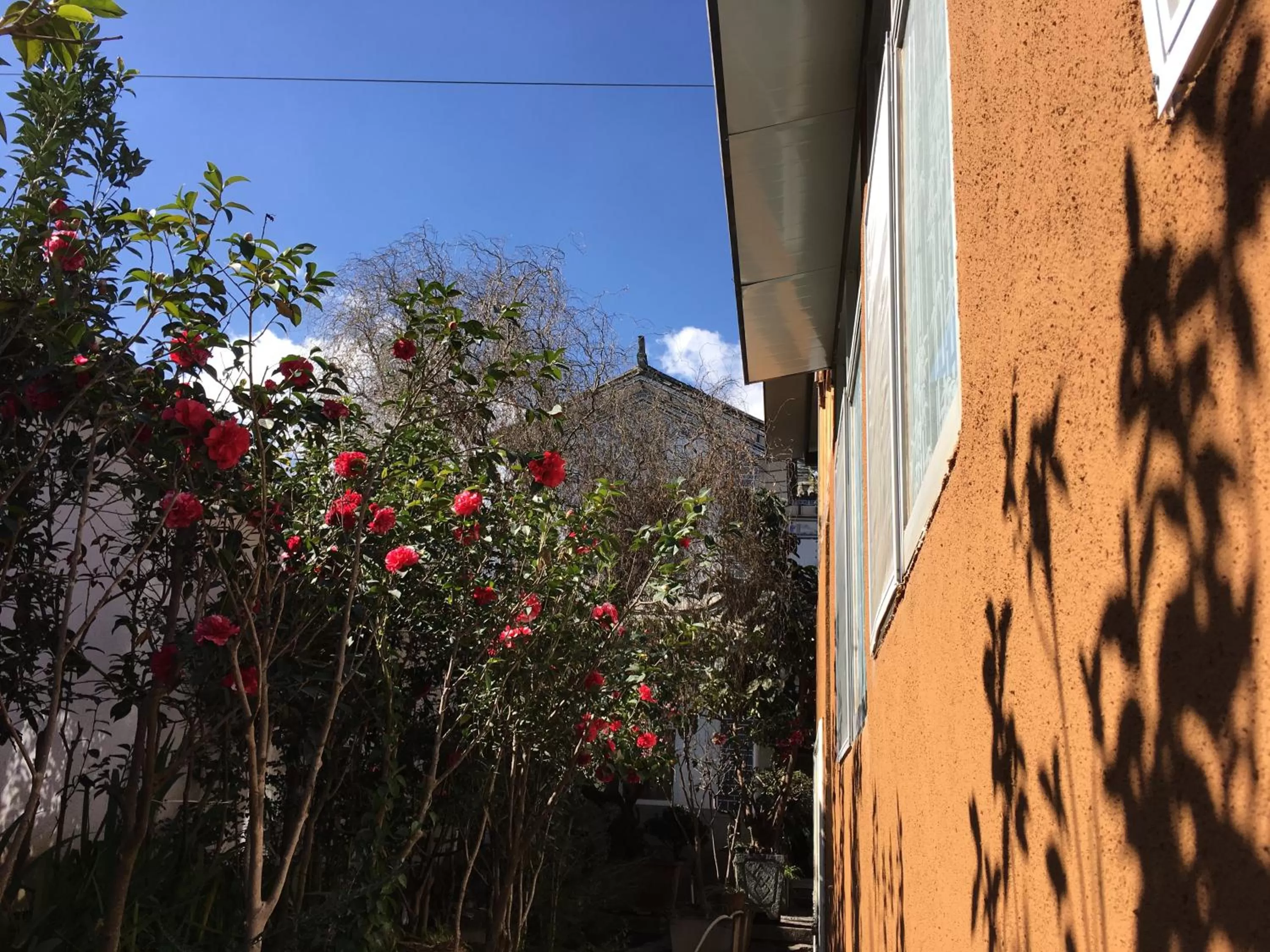Garden in The Lily Pad Inn