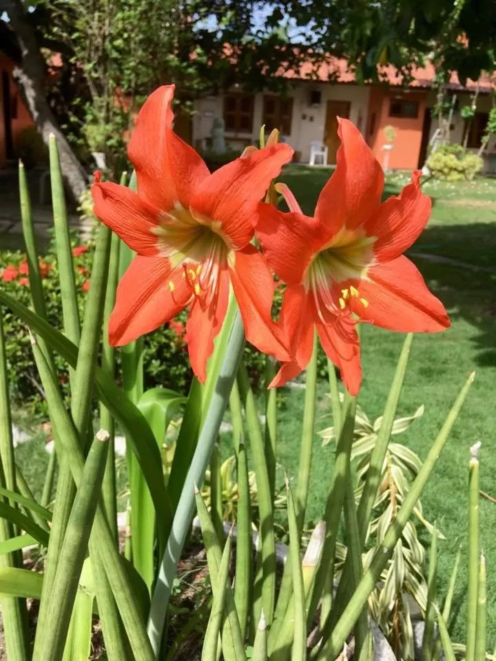 Garden in Hotel Jardim