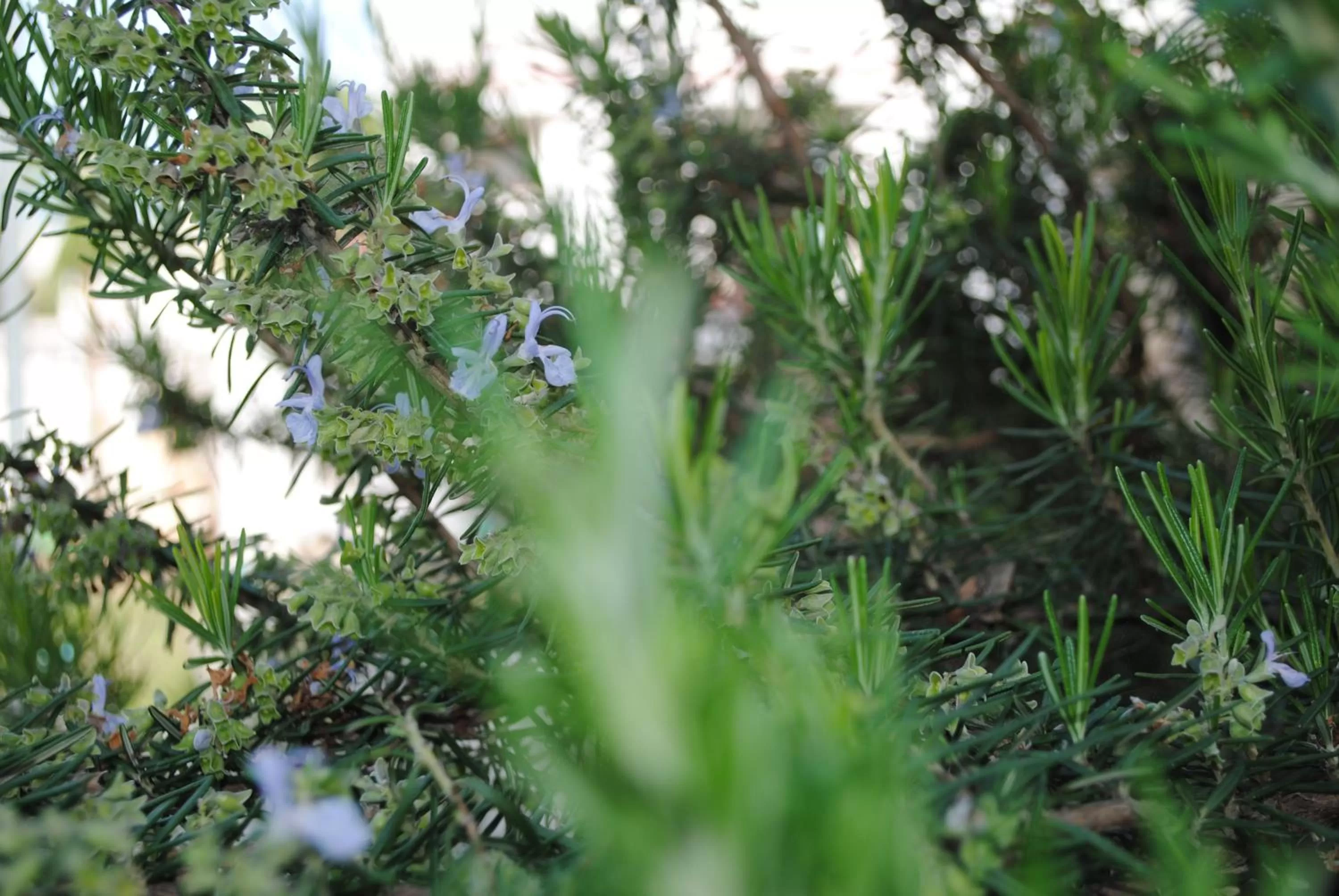 Le Dimore Del Sarto Polignano a mare