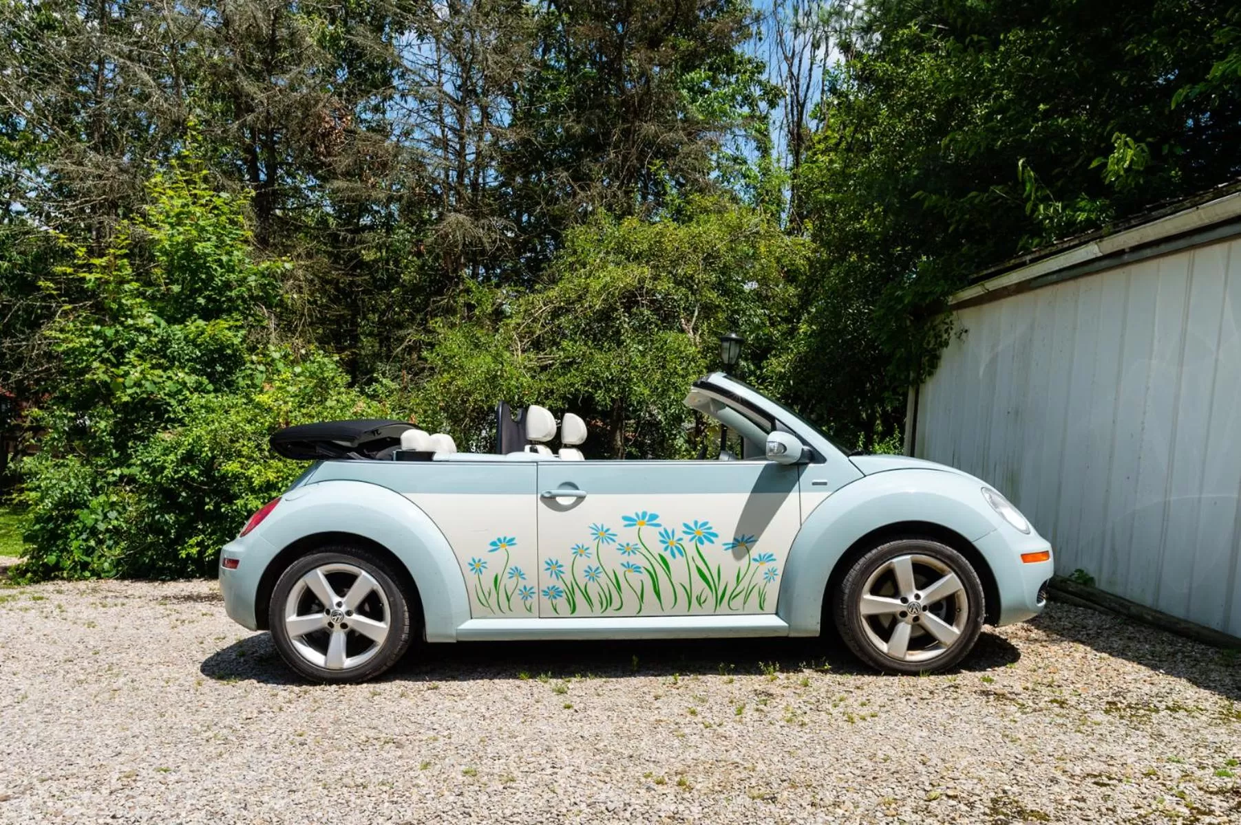 The Pines of Dresden