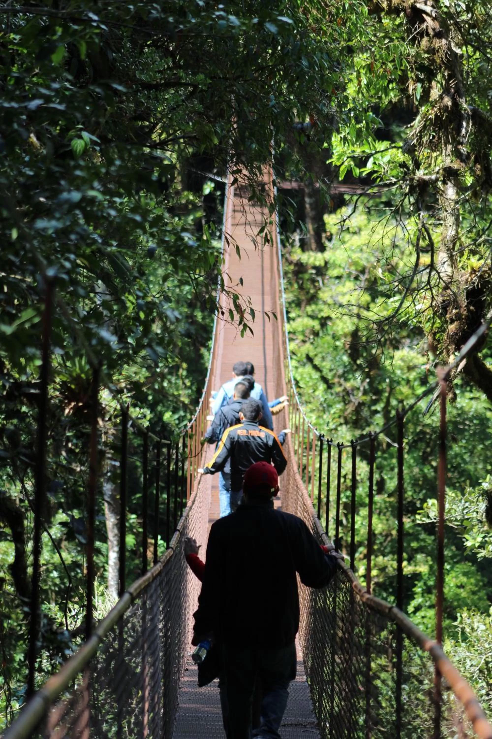 Activities in TREE TREK BOQUETE Adventure Park