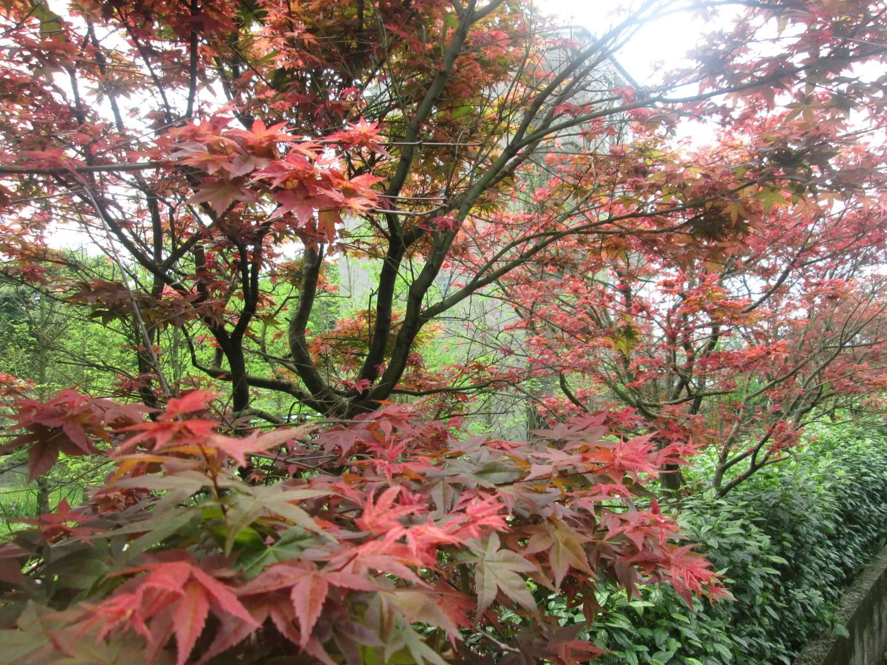 Garden in Rainbow Bridge B&B