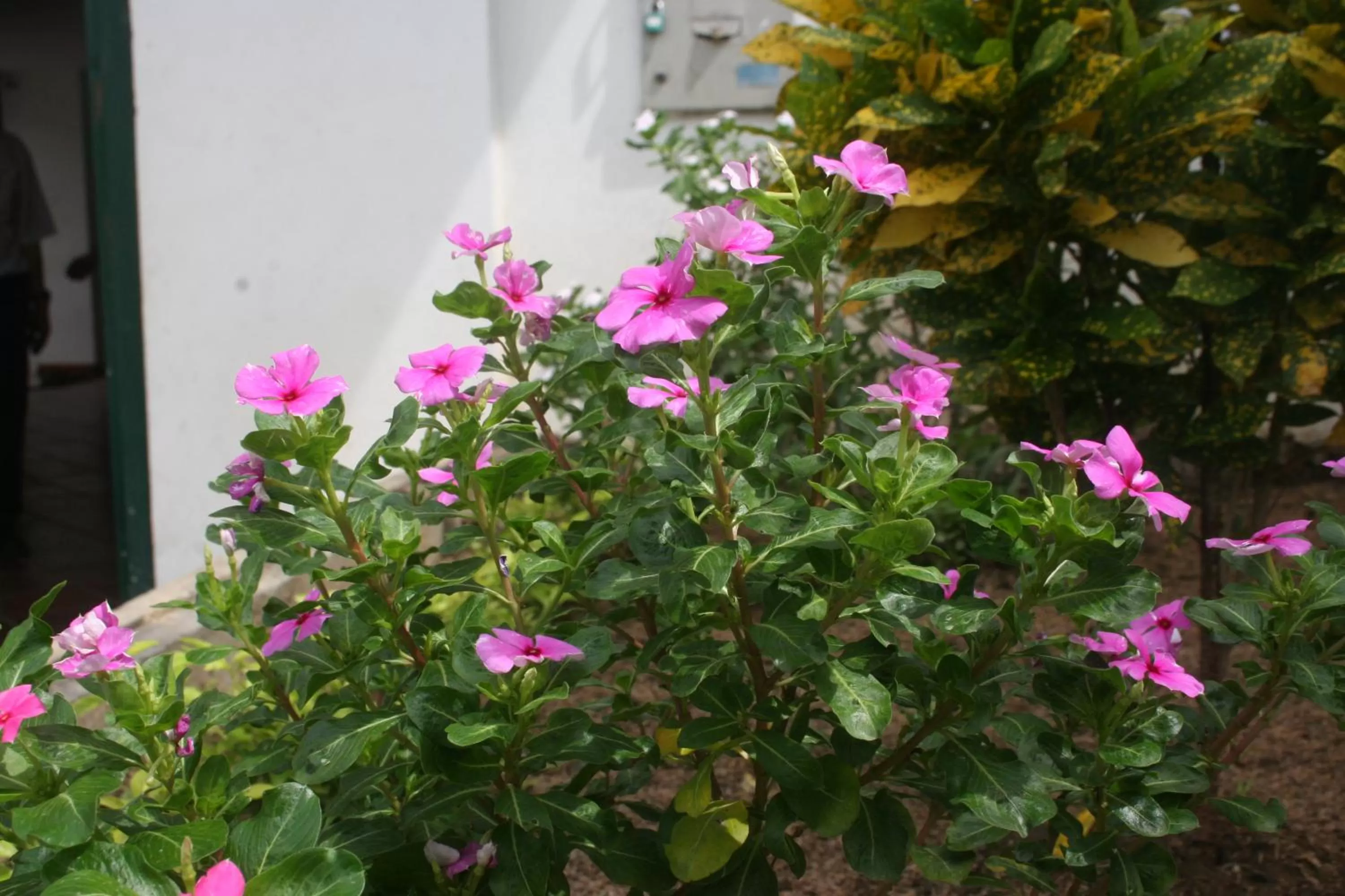 Garden in Mirador de San Jorge