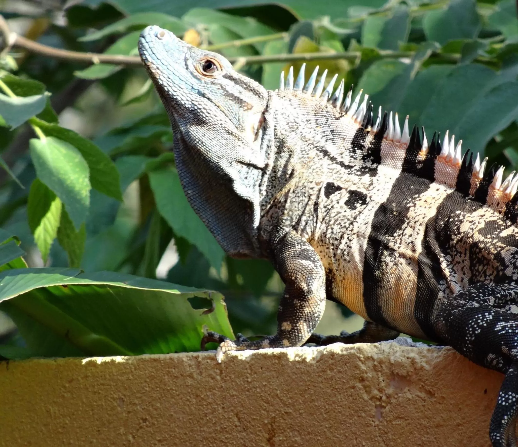 Animals in Jaco Lodge Quiet Place